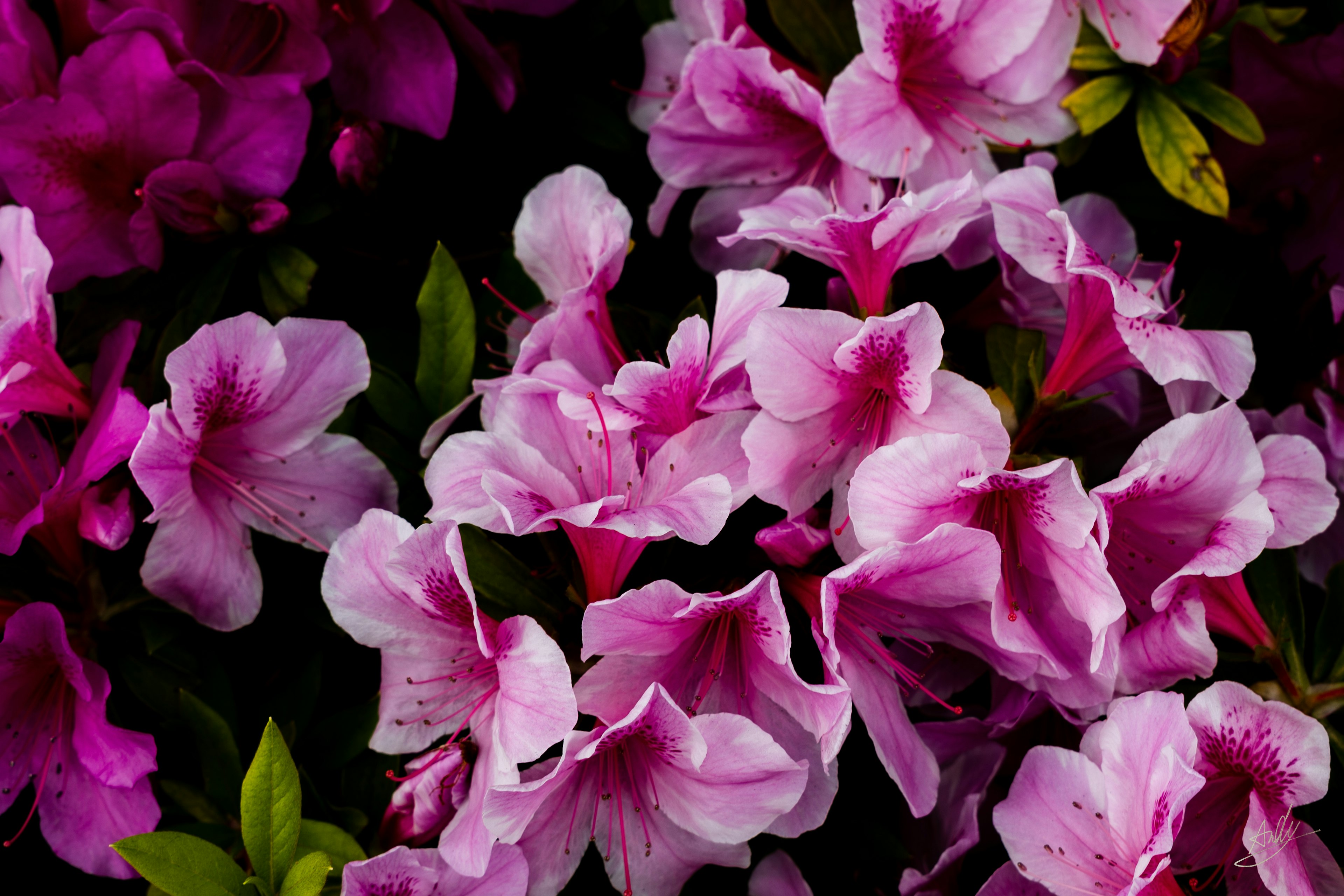 鮮やかなピンクのつつじの花が咲いている