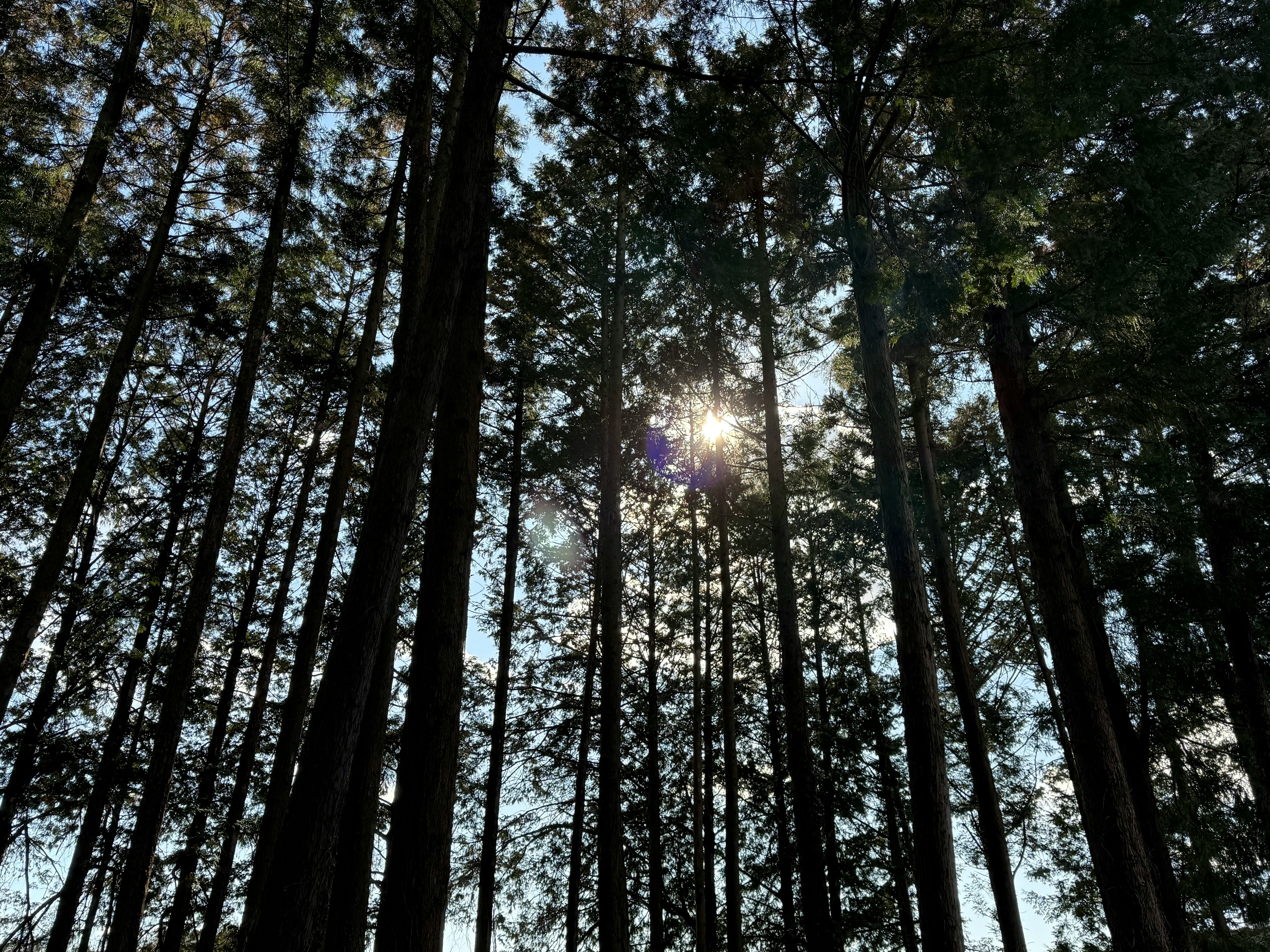 Forest scene with sunlight filtering through tall trees