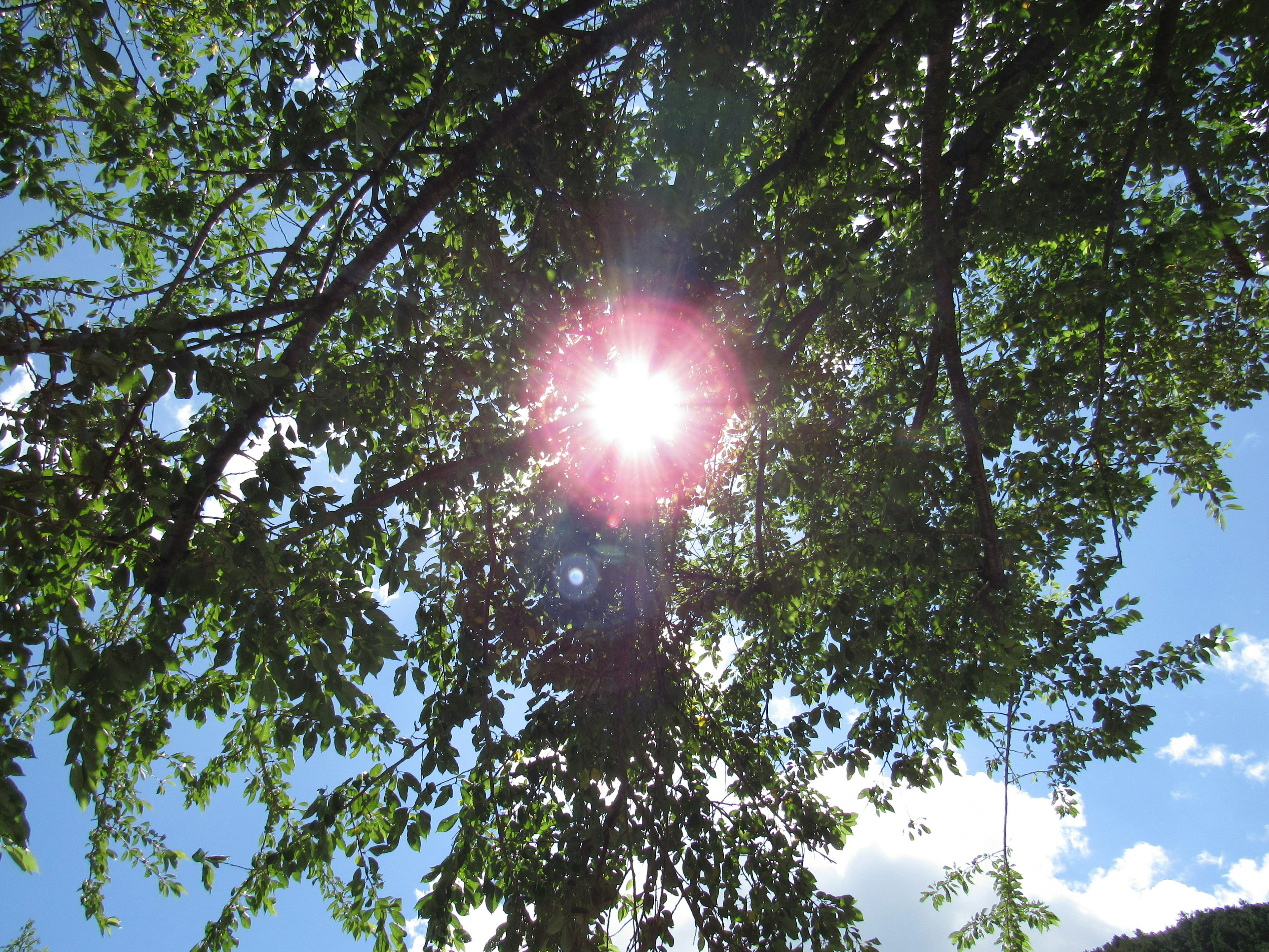 Luz del sol brillando a través de hojas verdes contra un cielo azul