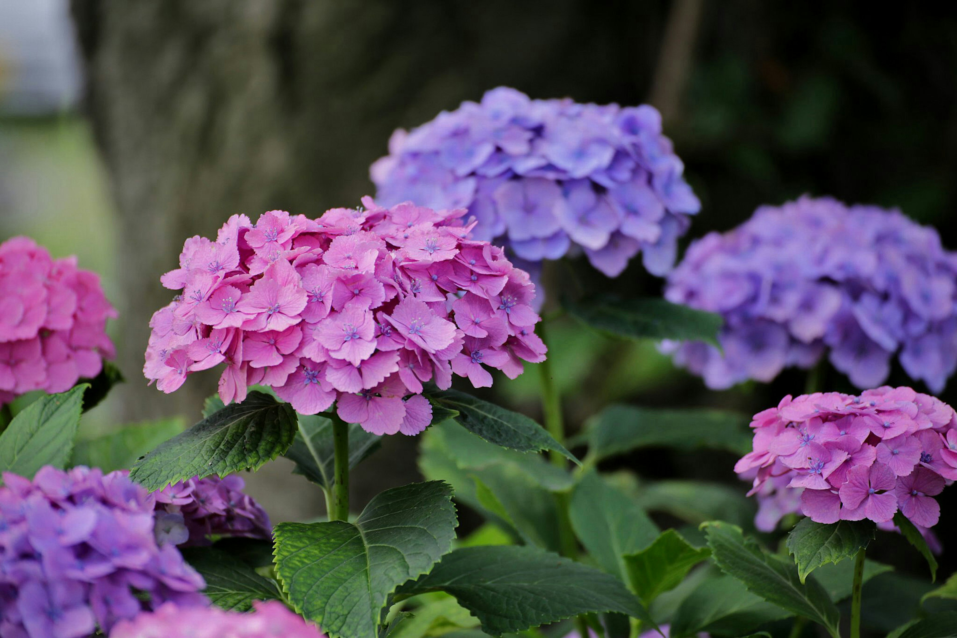 A garden scene featuring blooming pink and purple hydrangeas