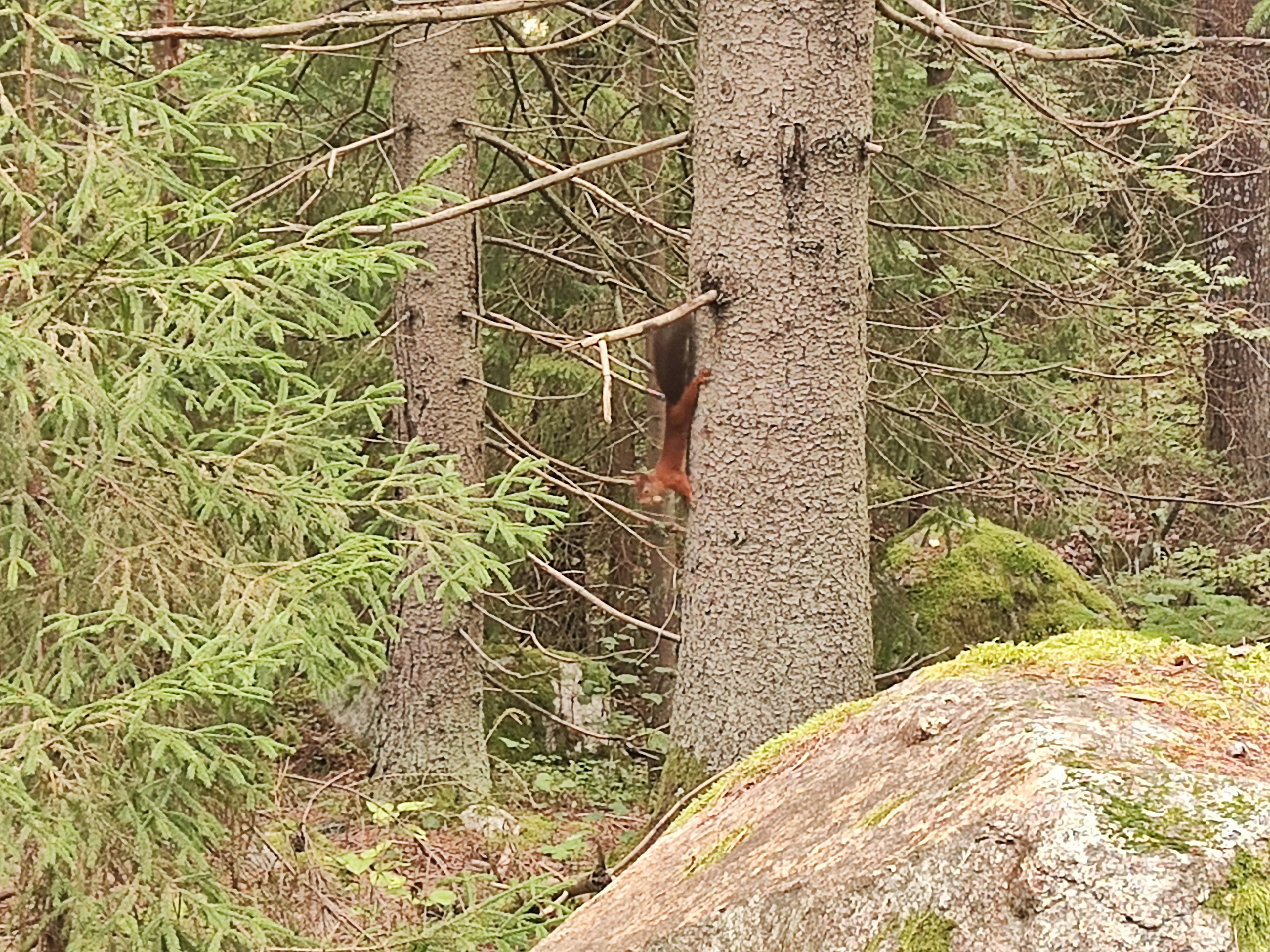 Scena forestale con alberi e rocce uno scoiattolo che sbircia da un buco in un albero