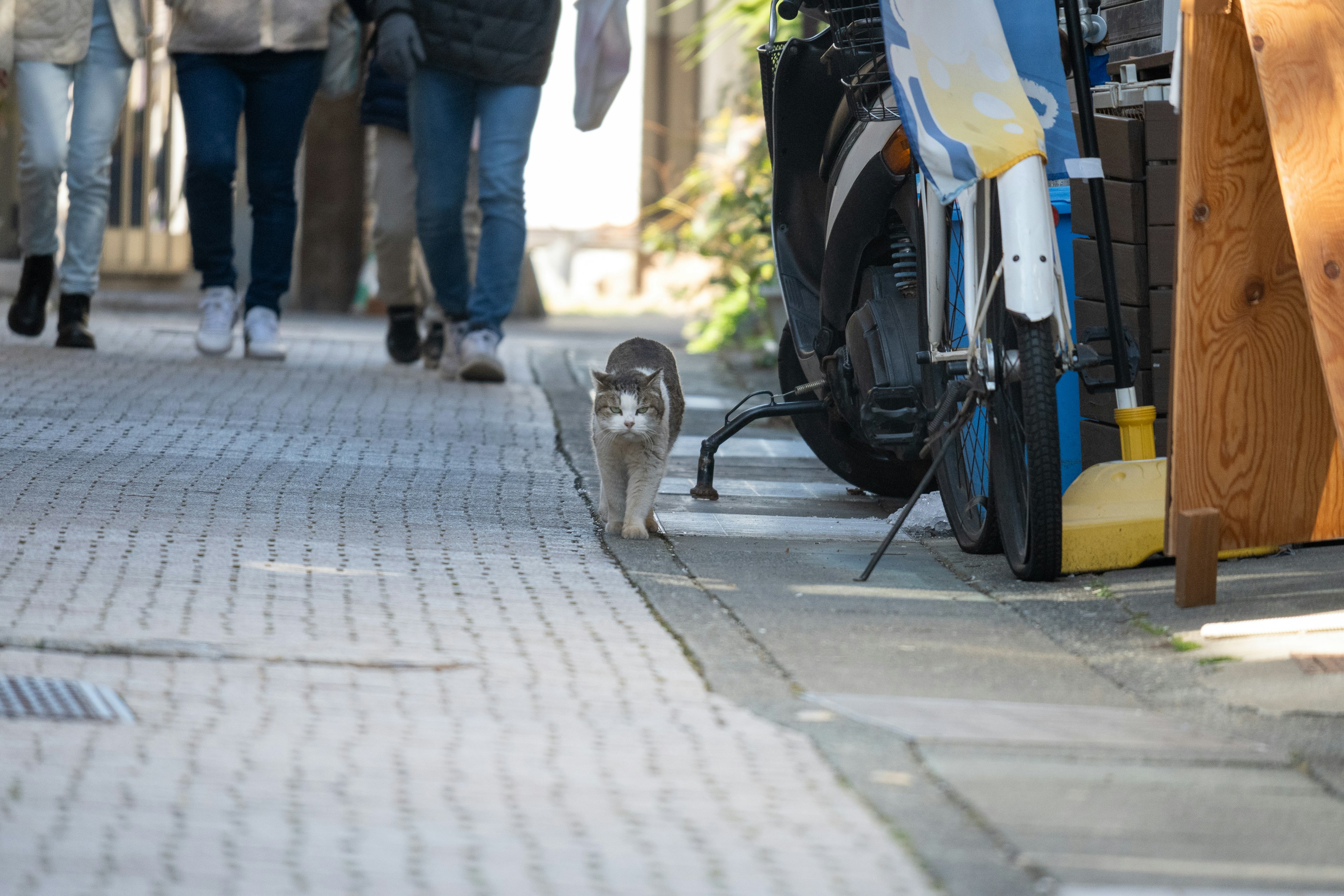 Un chat sur le trottoir avec un groupe de personnes