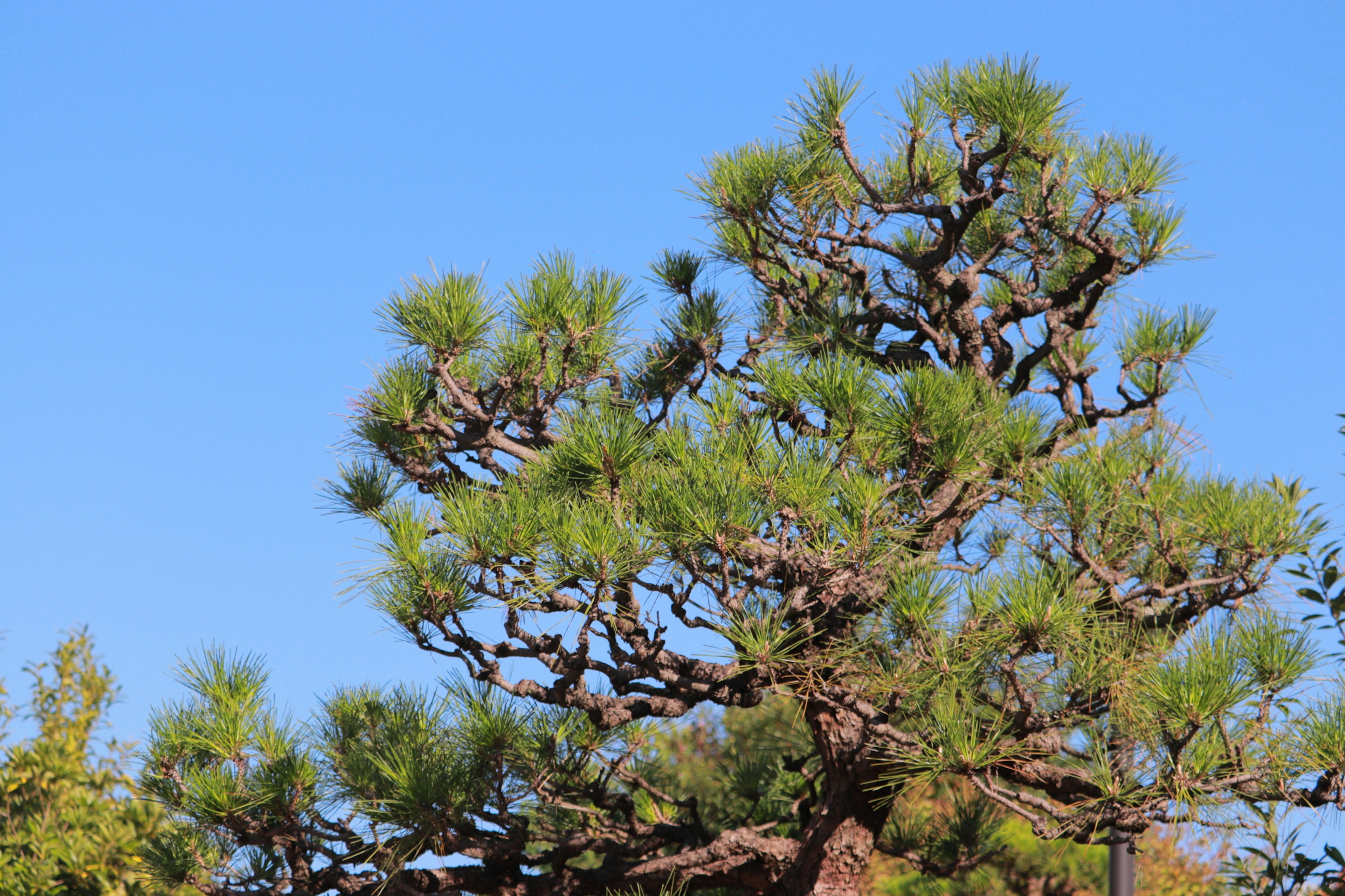 Ein schöner Kieferbaum mit Zweigen und Blättern unter einem blauen Himmel