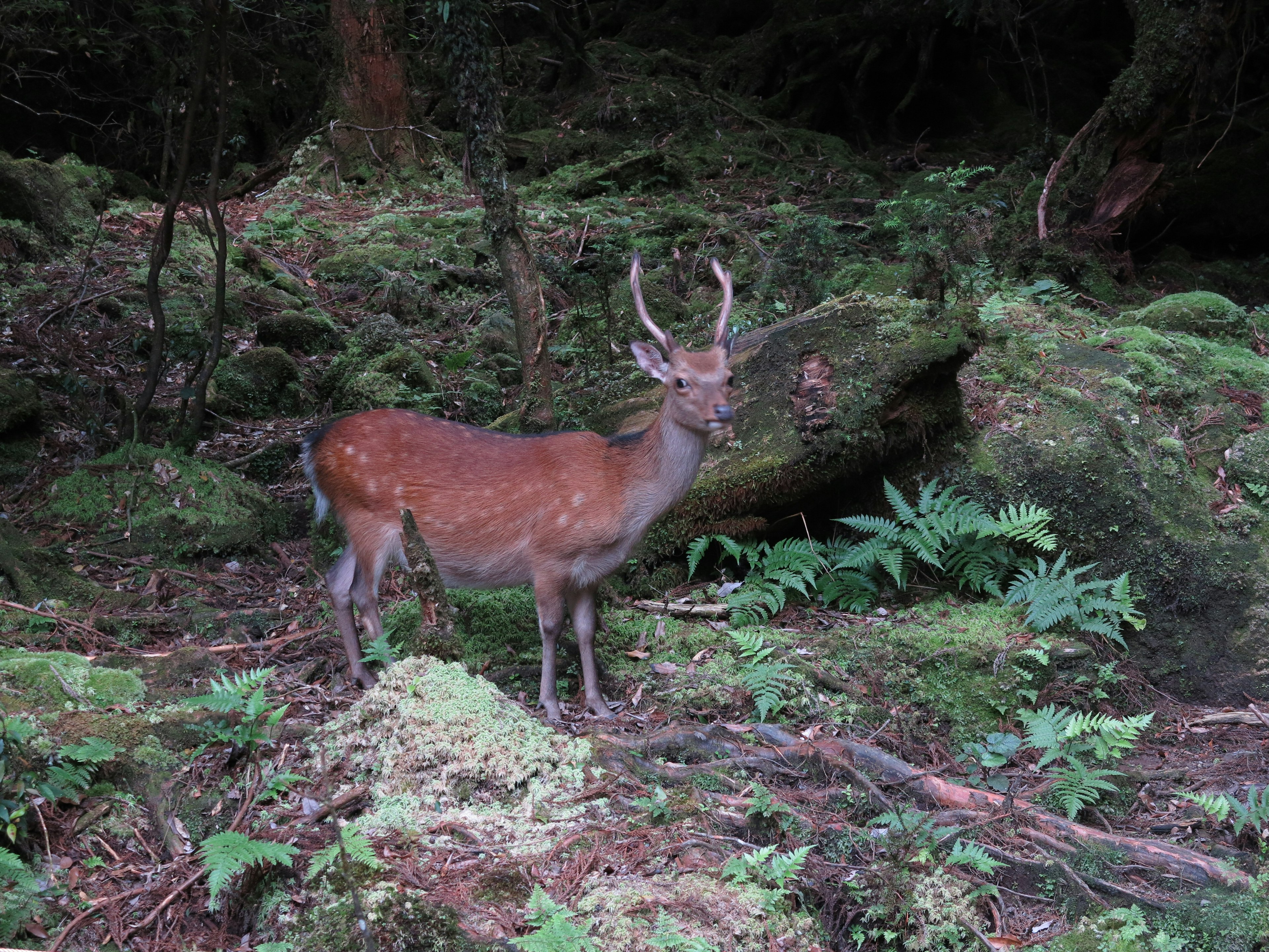 Ein Reh steht in einem Wald umgeben von grünem Moos und Bäumen