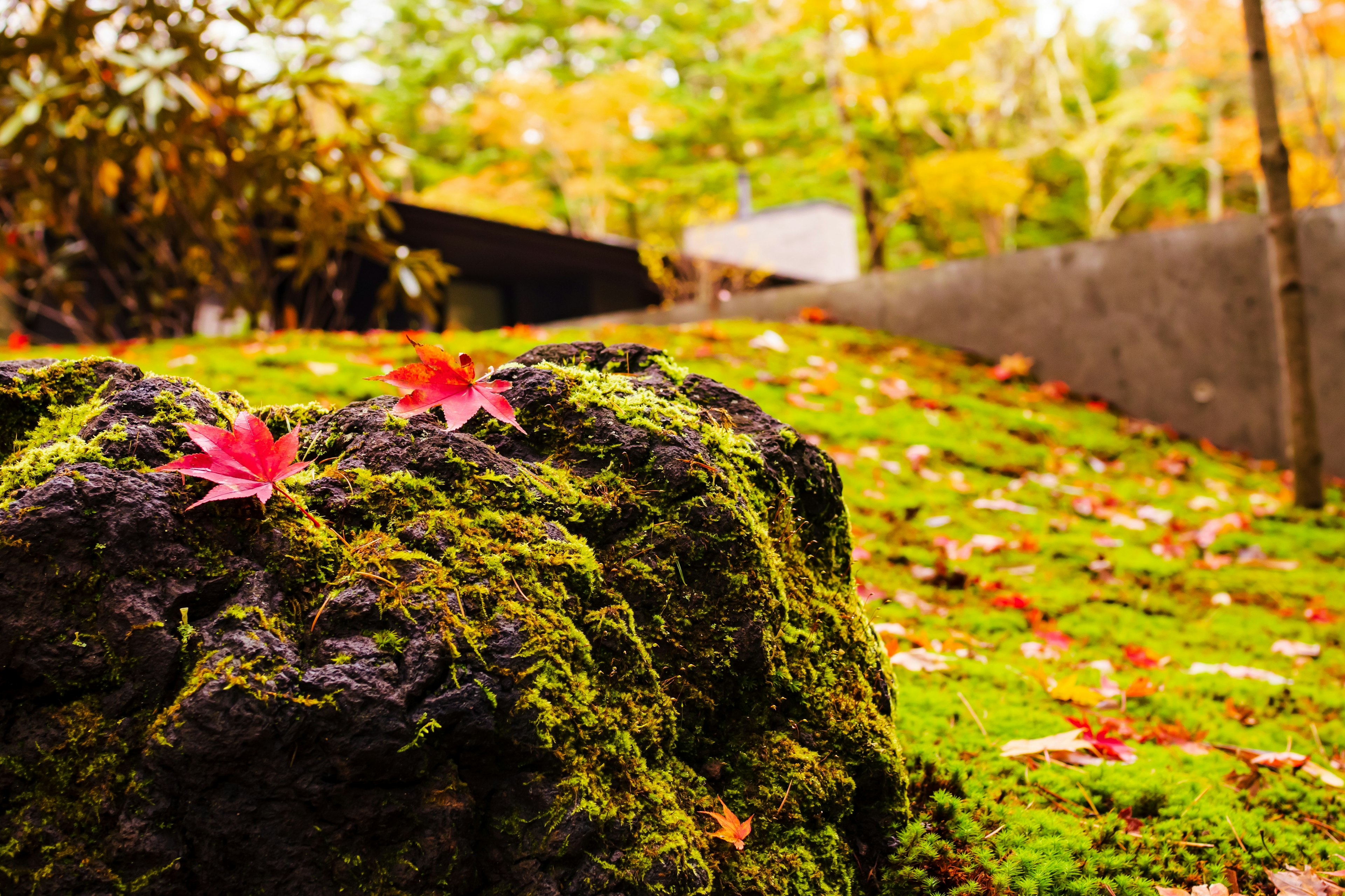 Ein mit Moos bedeckter Felsen mit roten Blättern in einer herbstlichen Landschaft