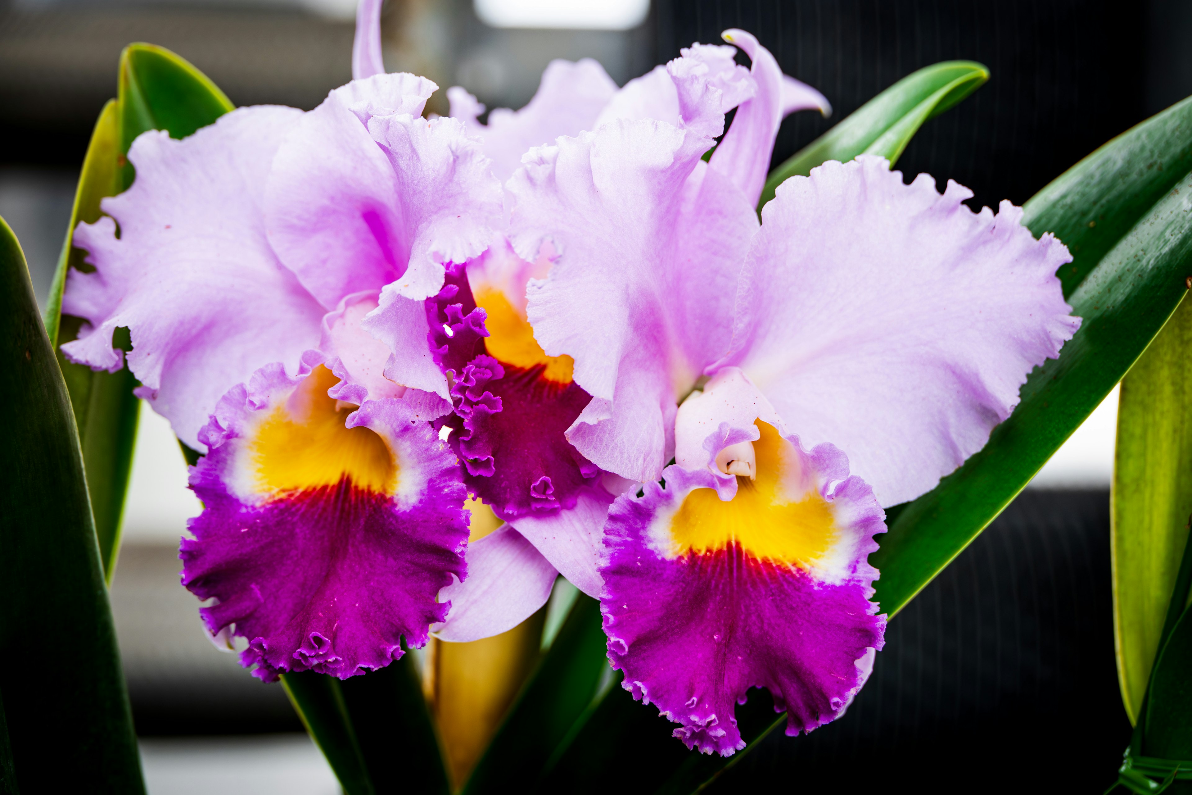 Three beautiful purple and yellow Cattleya orchids blooming