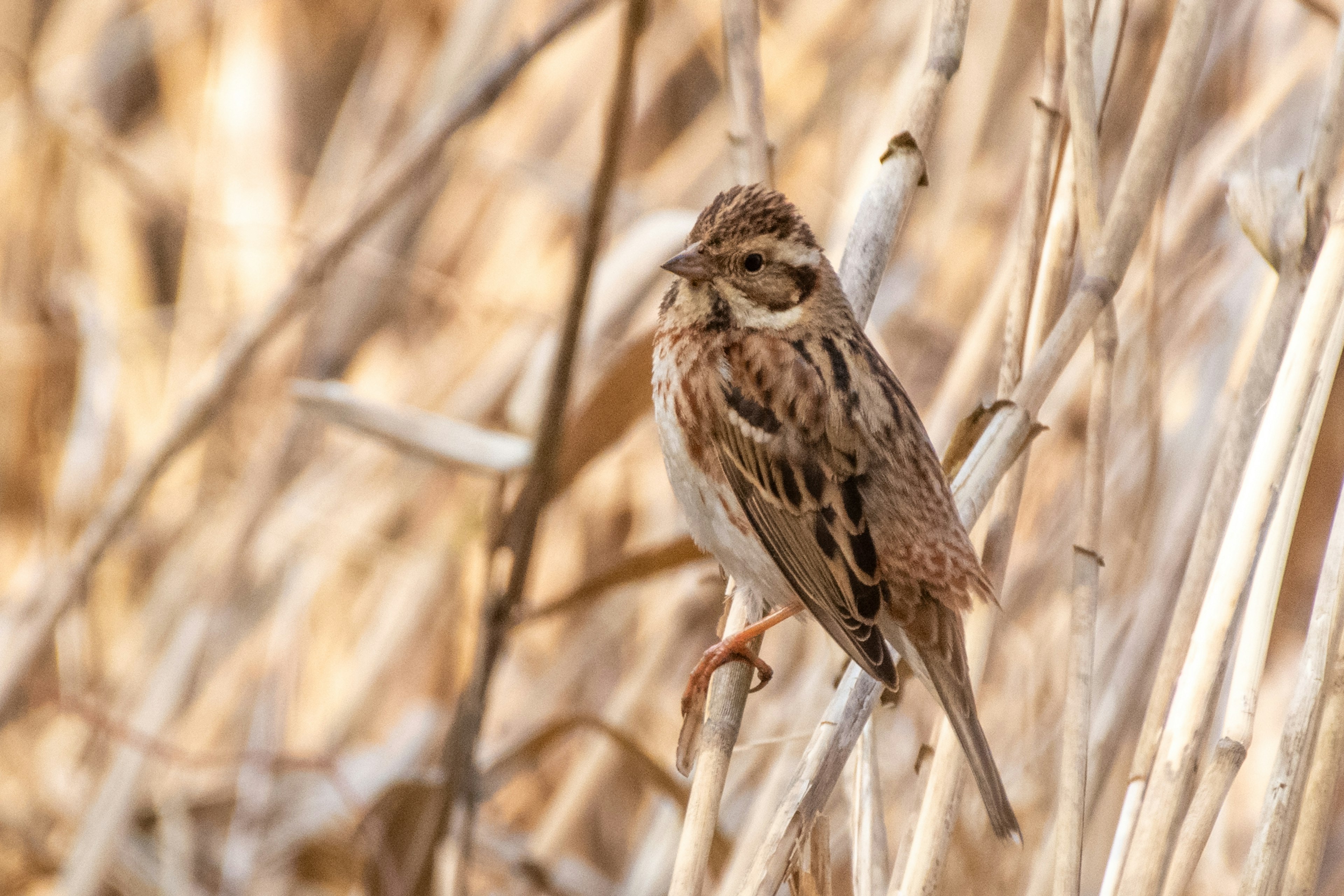 Un petit oiseau perché parmi des herbes sèches