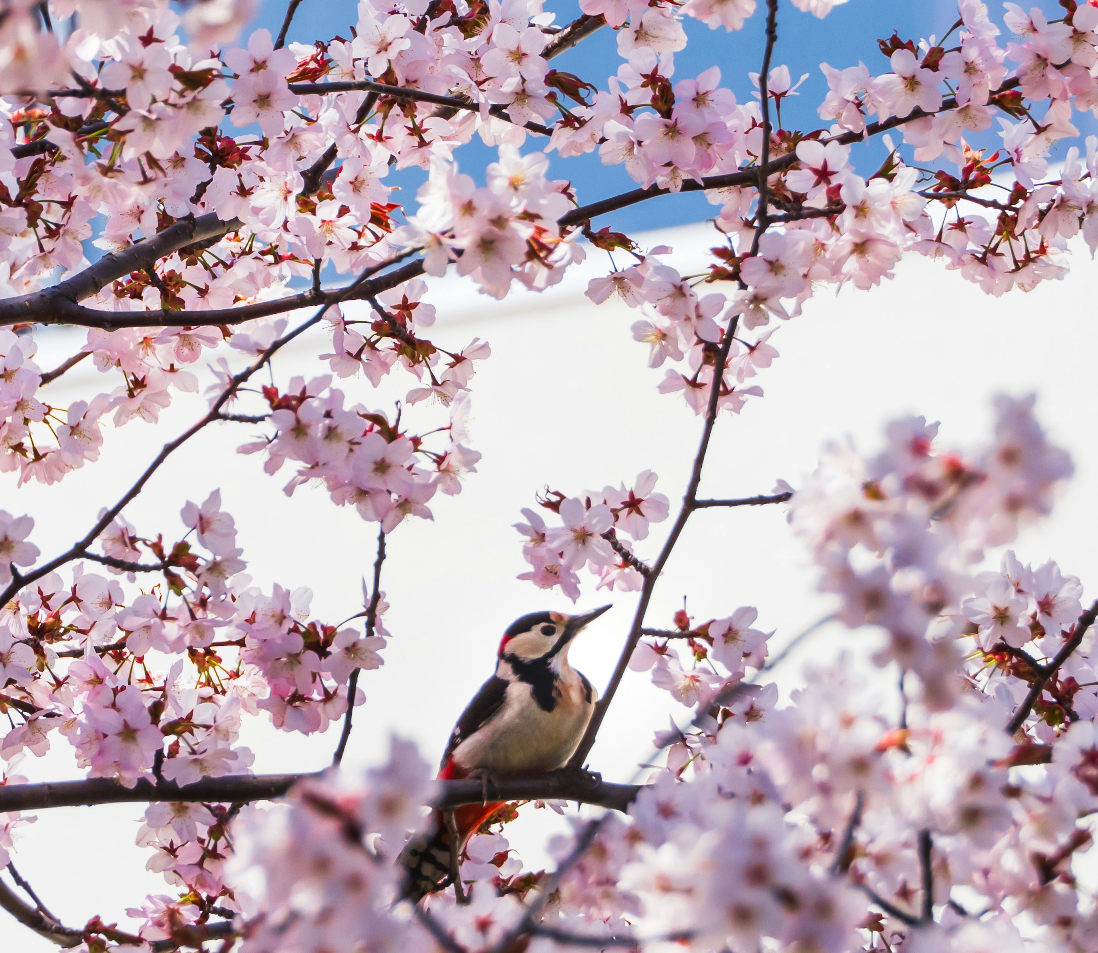 桜の花の中にいる鳥の美しい写真