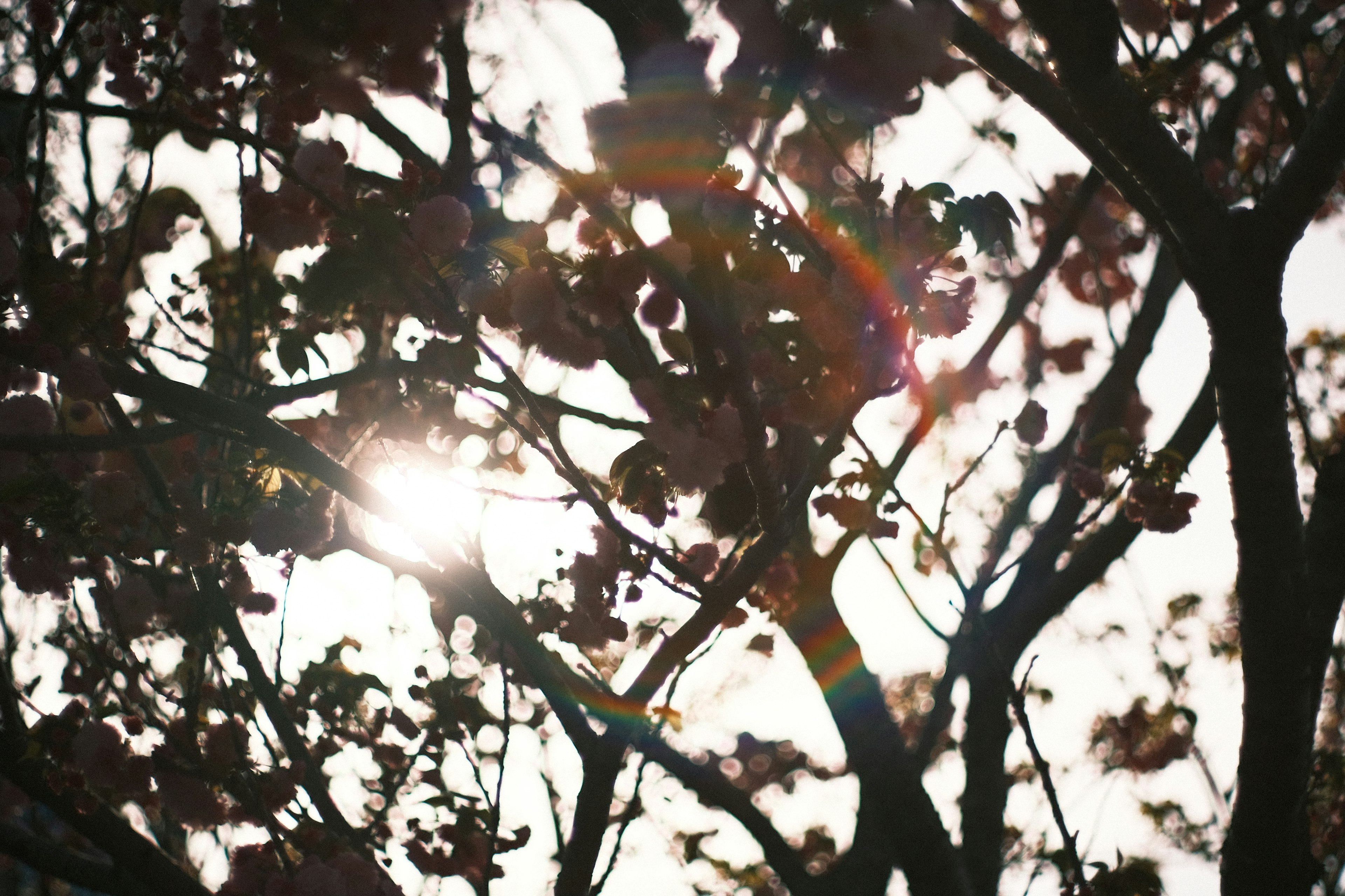 Sunlight filtering through branches with soft petals