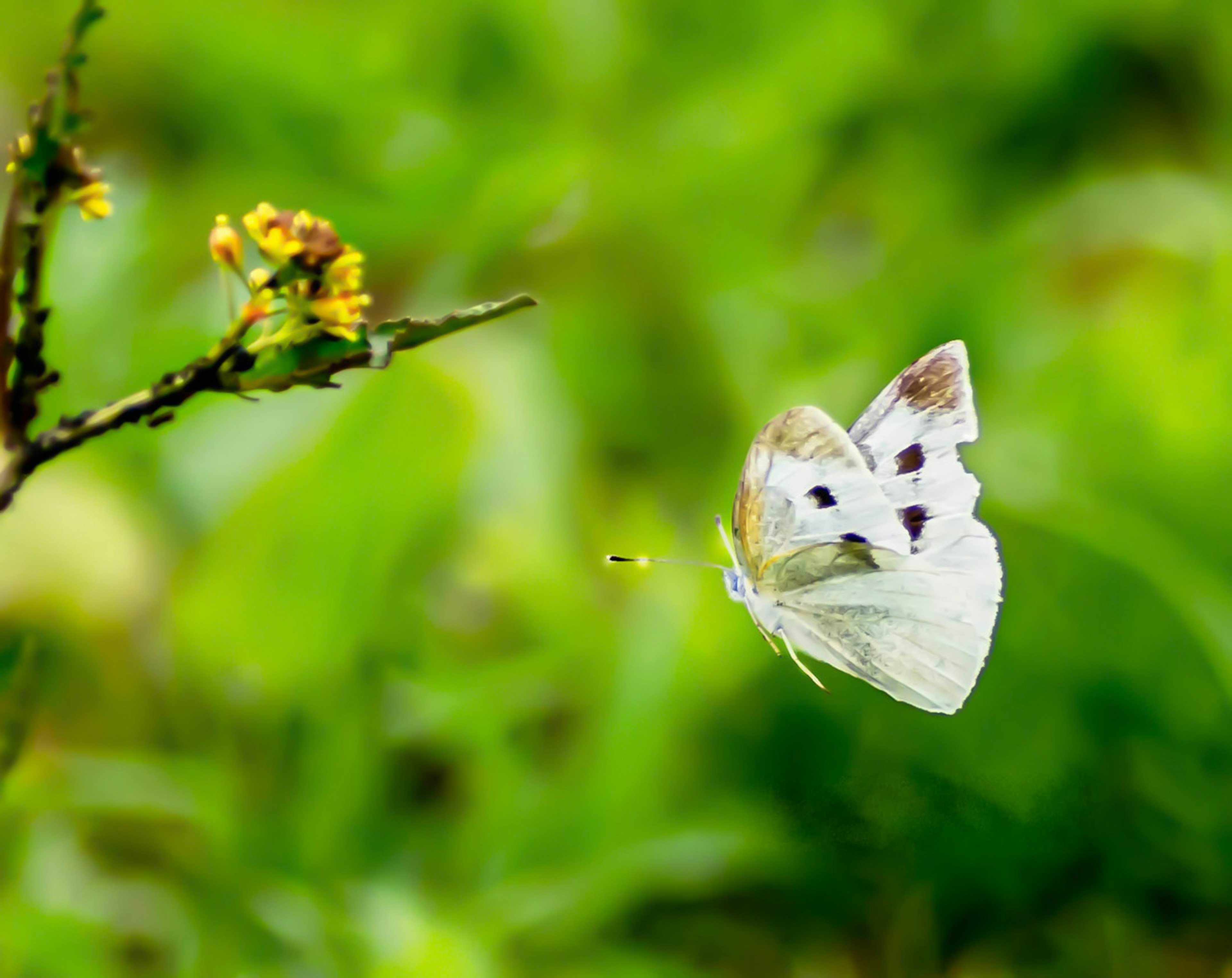 A white butterfly flying against a green background with a yellow flower