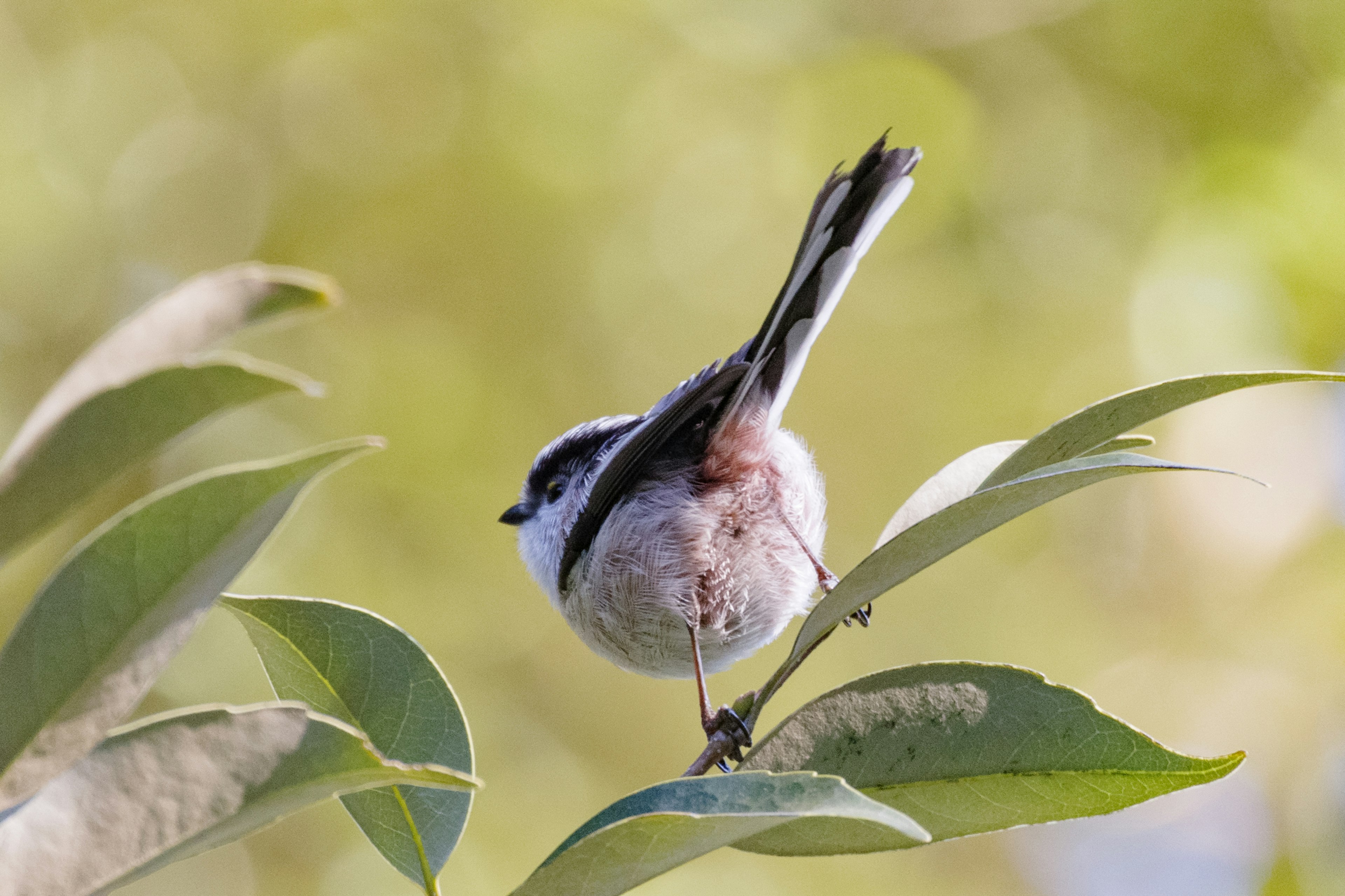 Pequeño pájaro posado en una hoja con fondo difuminado