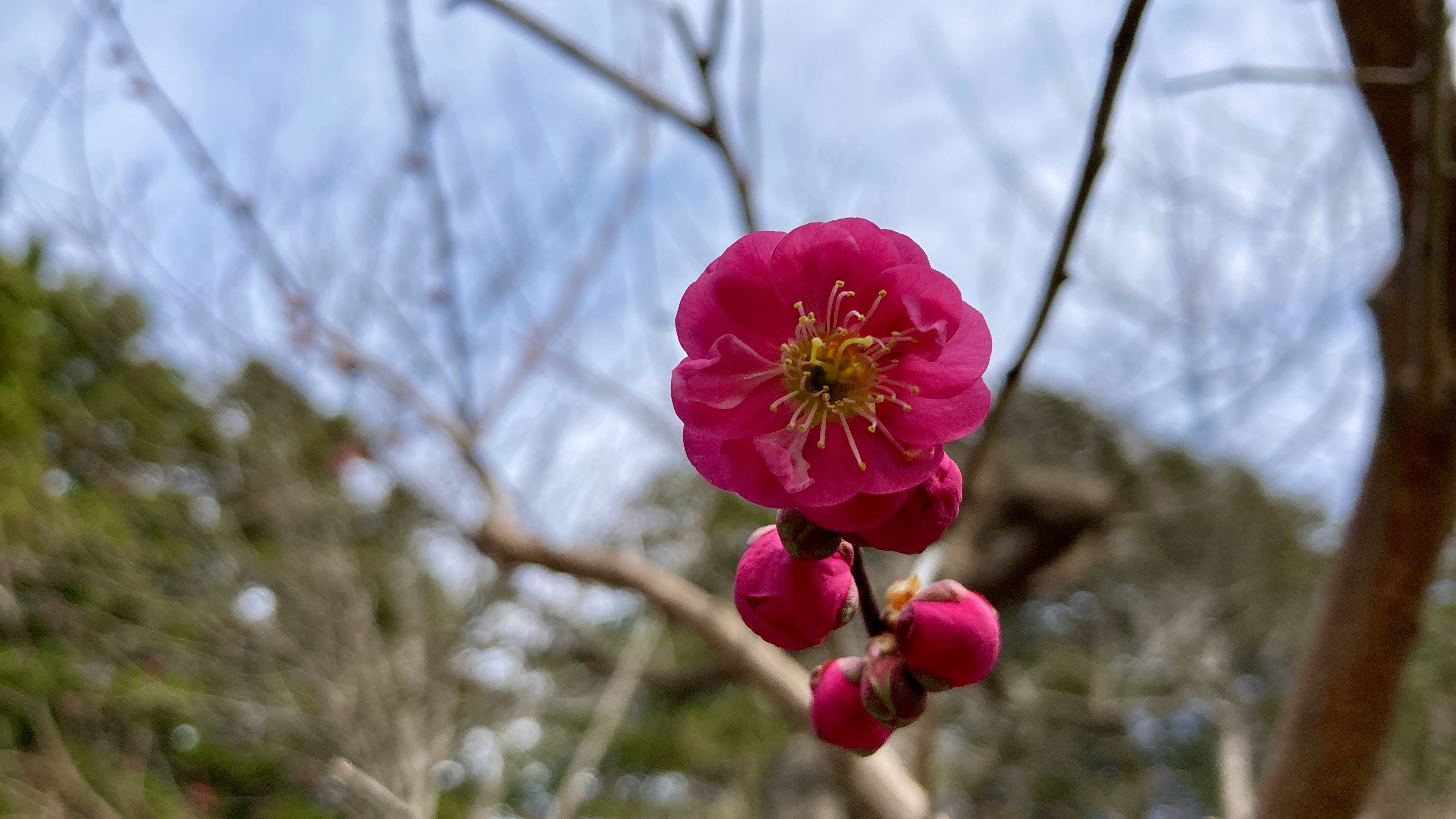 Close-up of a blooming plum flower on a branch
