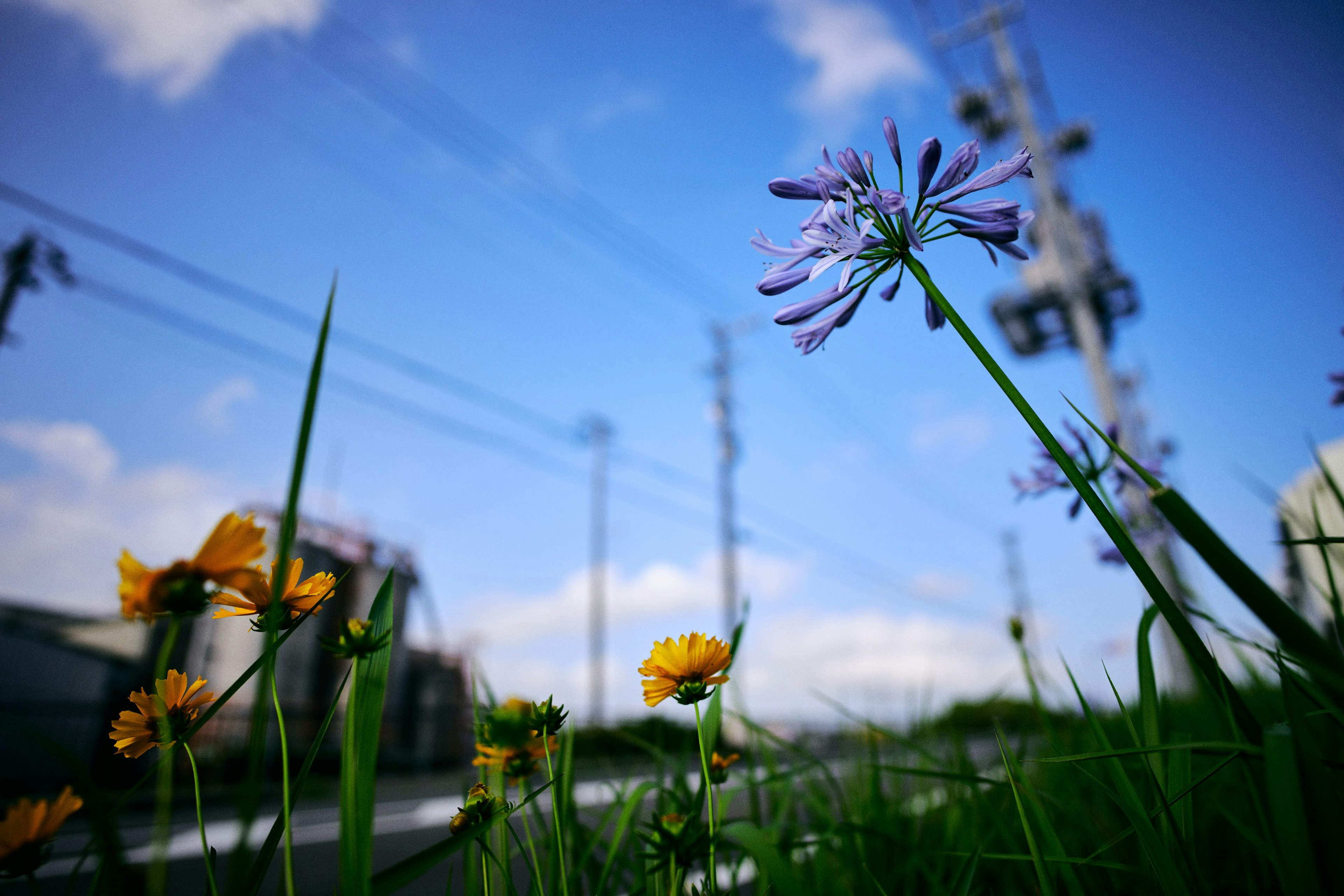 Lila und gelbe Blumen blühen unter einem blauen Himmel mit einem Strommast im Hintergrund