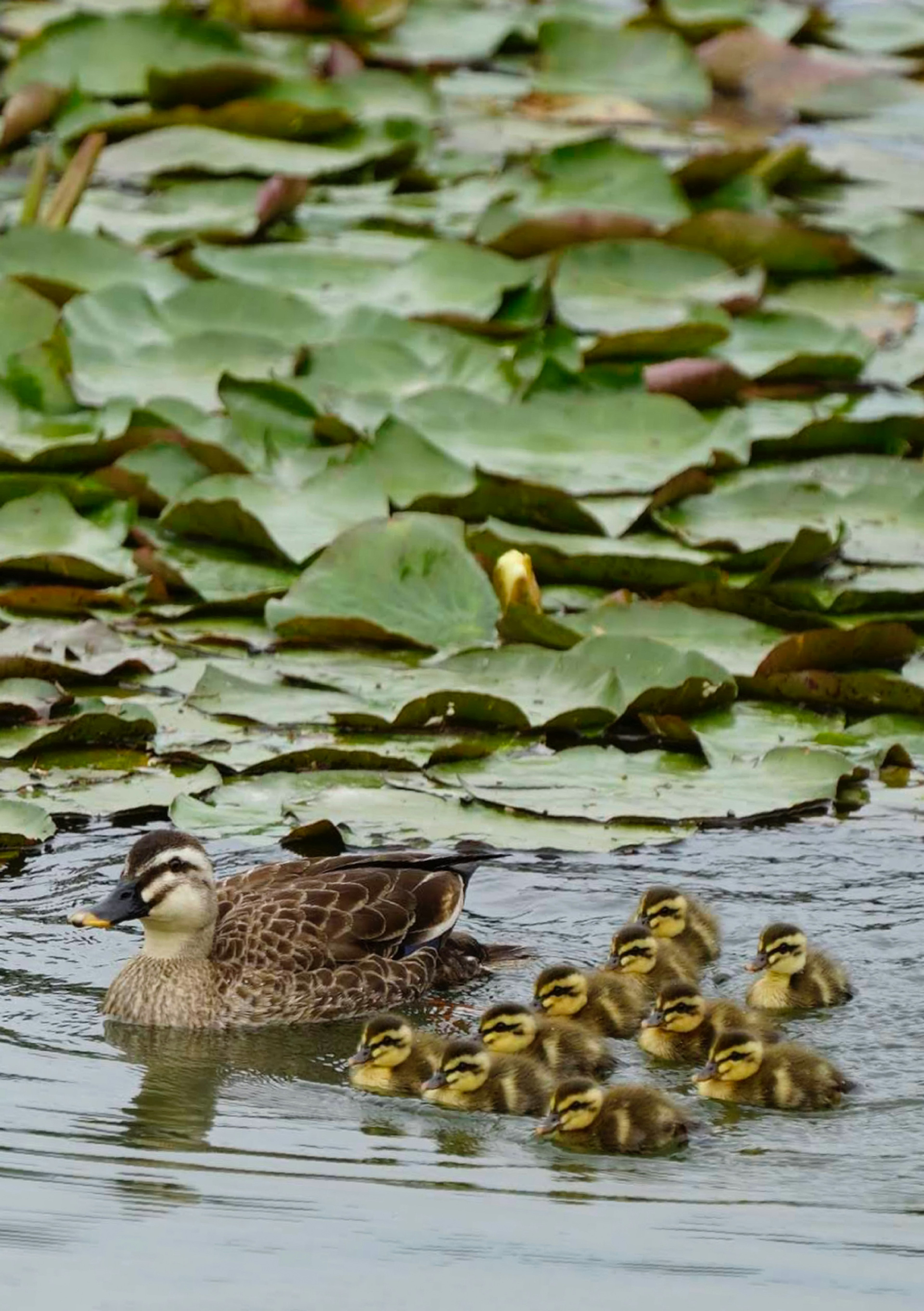 Induk bebek berenang dengan anak-anaknya dikelilingi daun teratai hijau