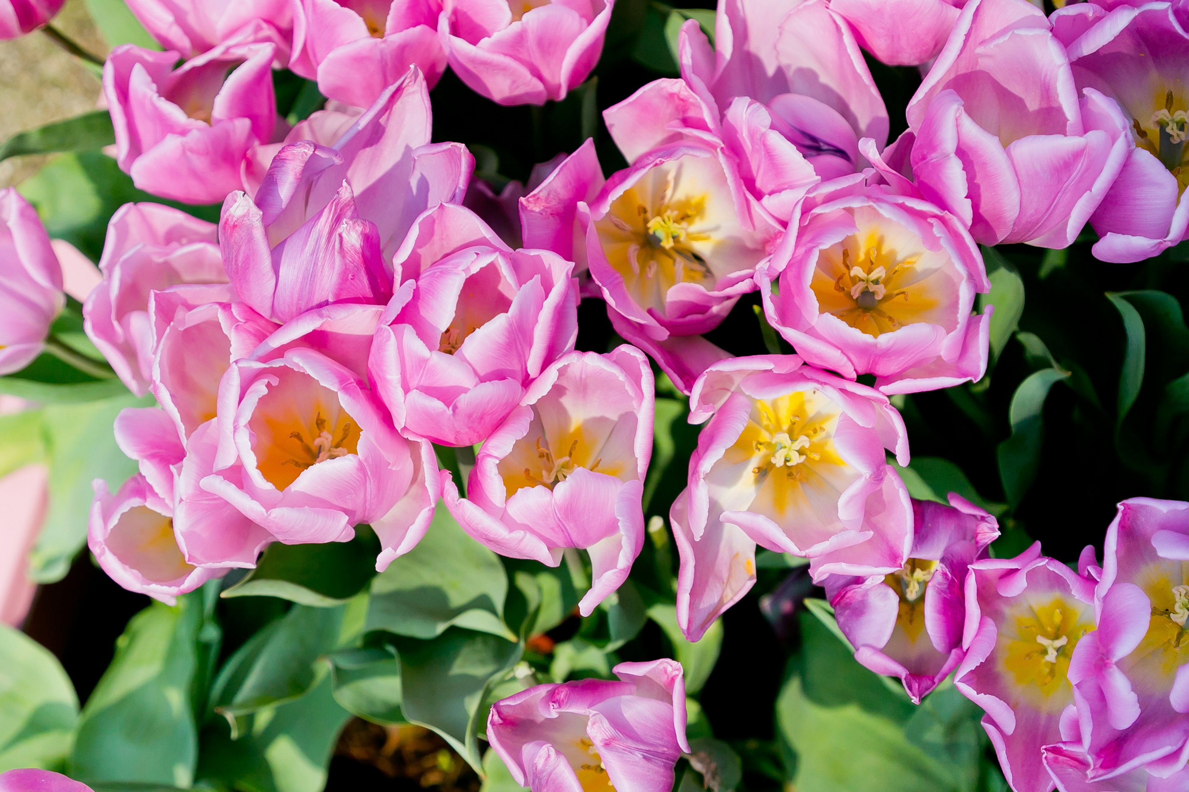 Bunga tulip pink cerah berkumpul mekar