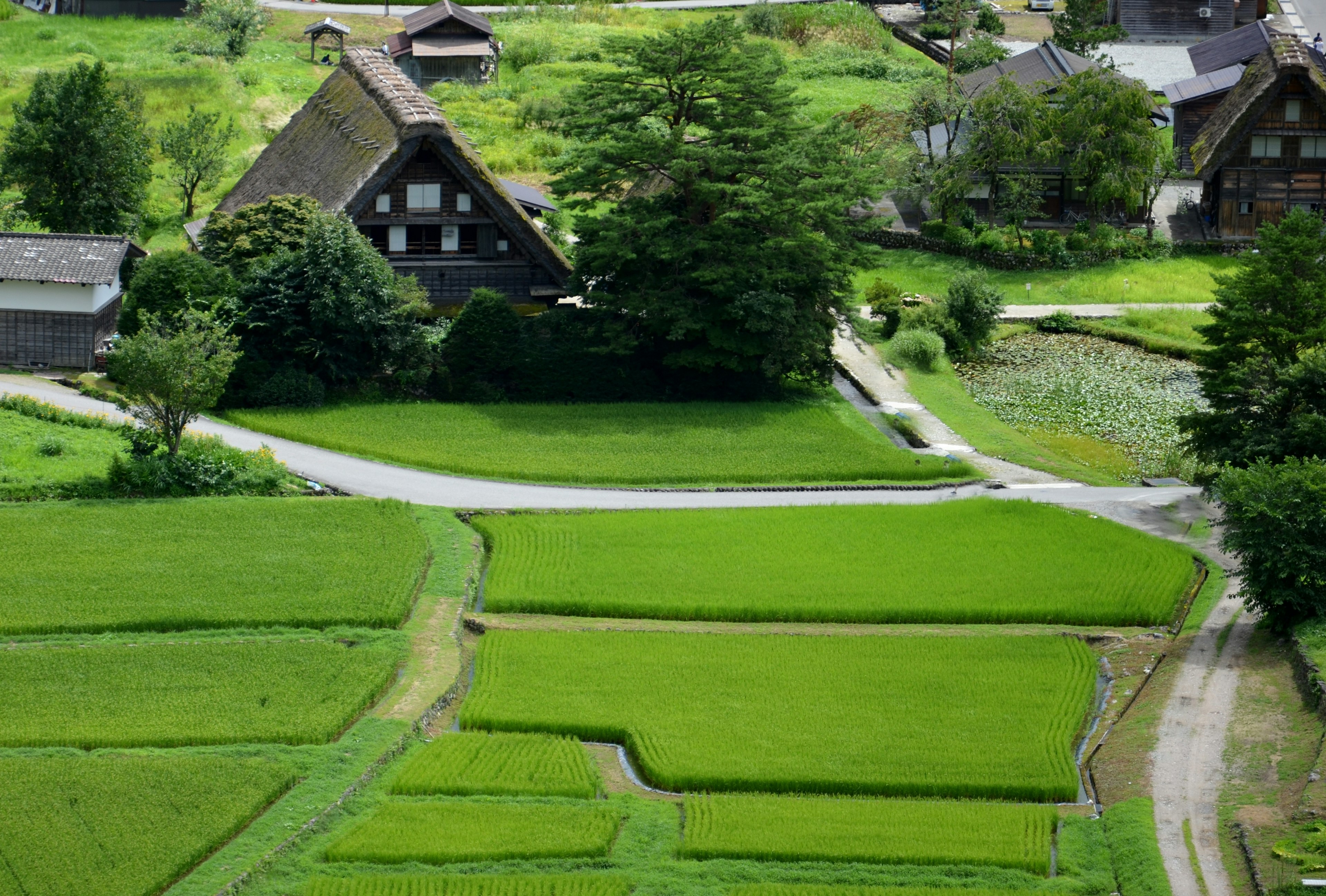 郁郁蔥蔥的稻田和傳統合掌造屋在如畫的鄉村風景中