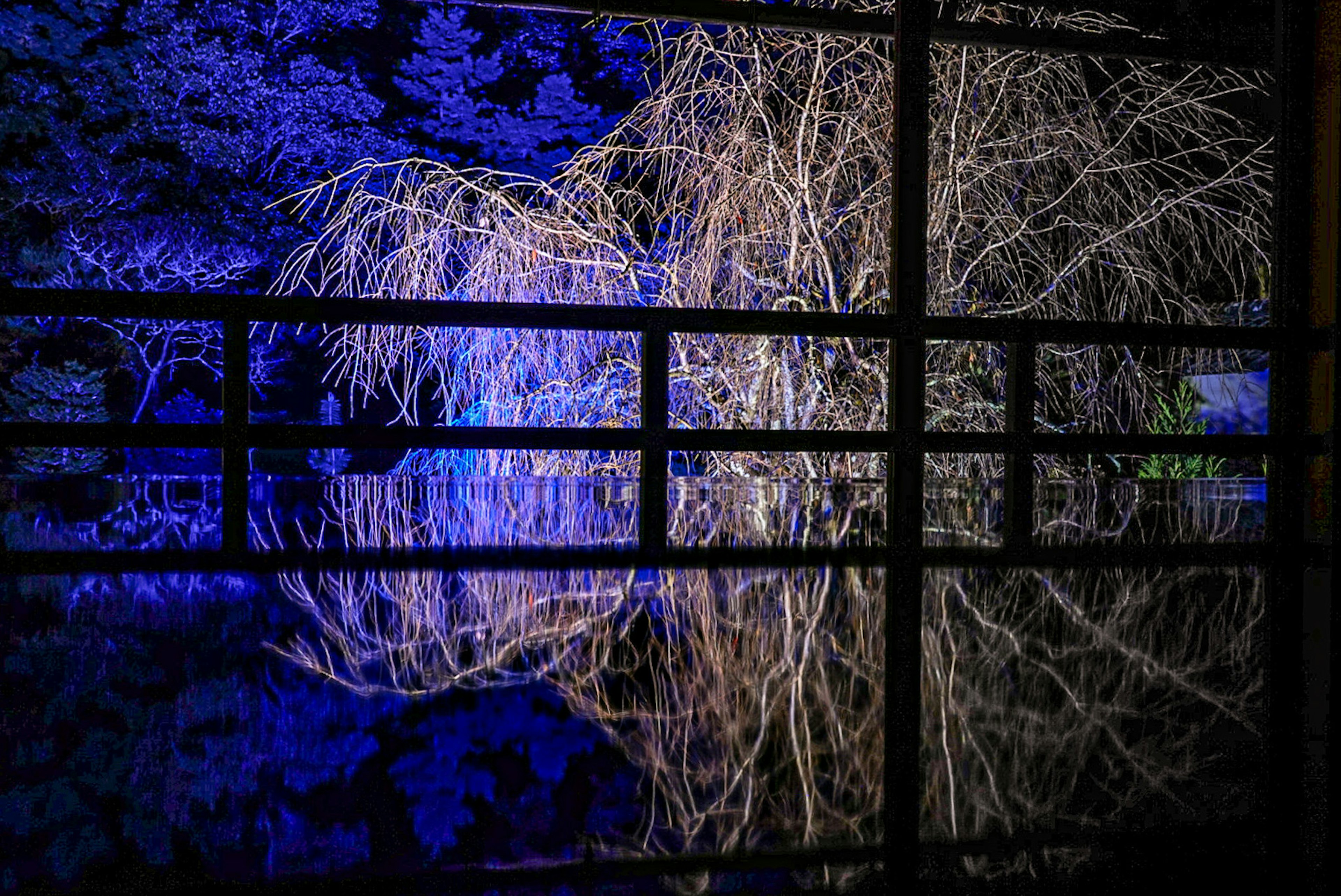 Reflection of a tree illuminated by blue light visible through a window