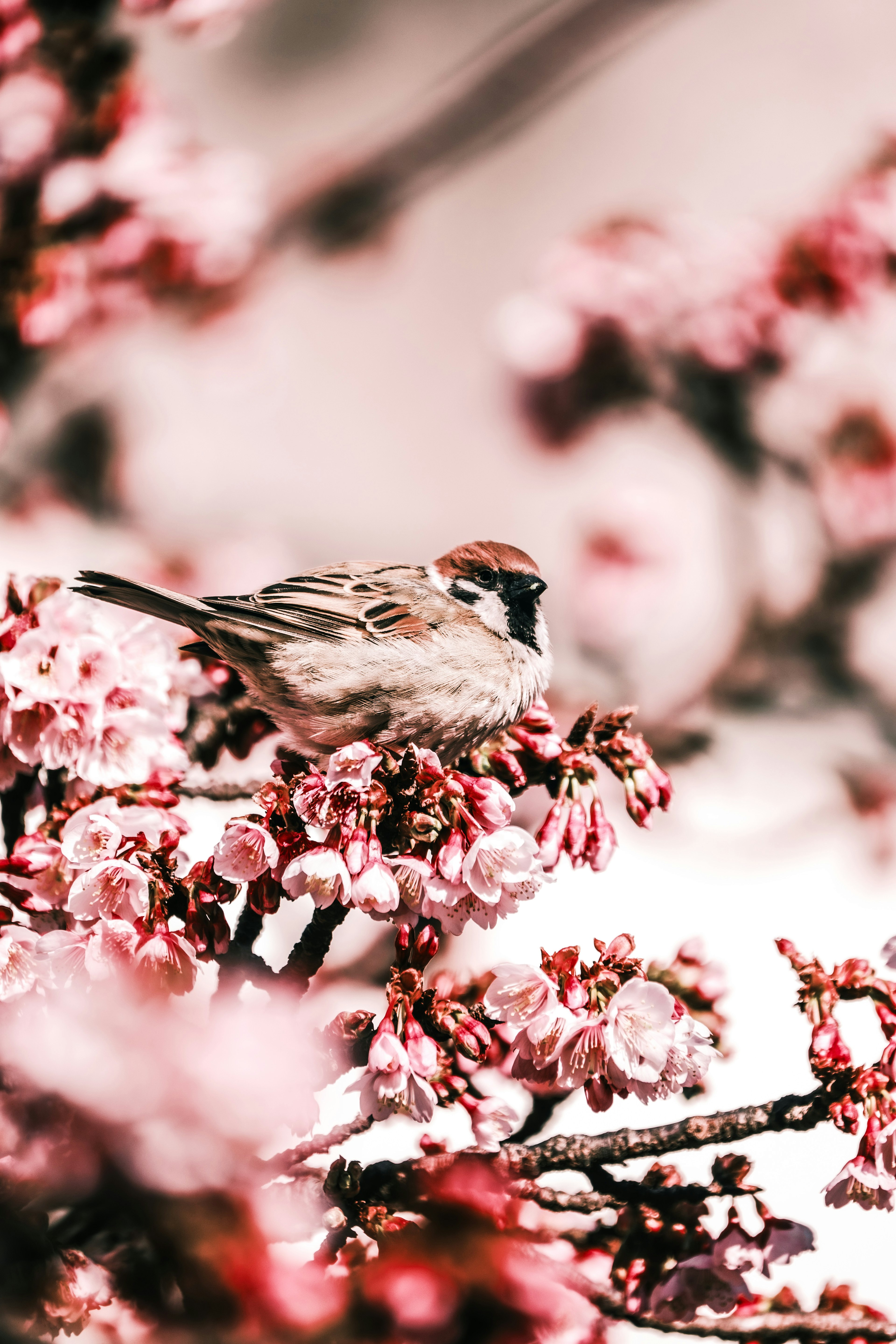 Nahaufnahme eines kleinen Vogels, der auf Kirschblüten sitzt