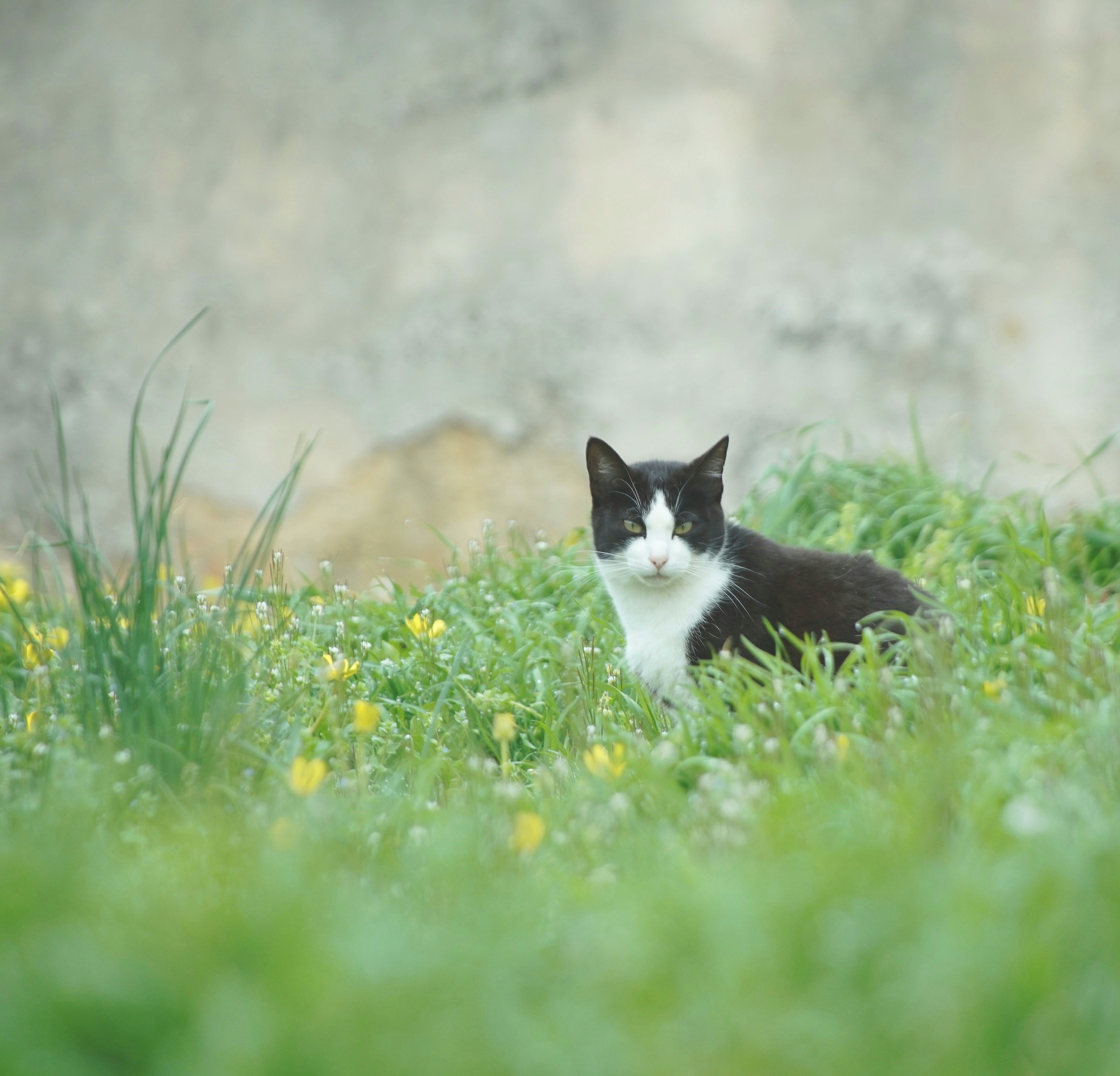 黒と白の猫が緑の草の中に座っている