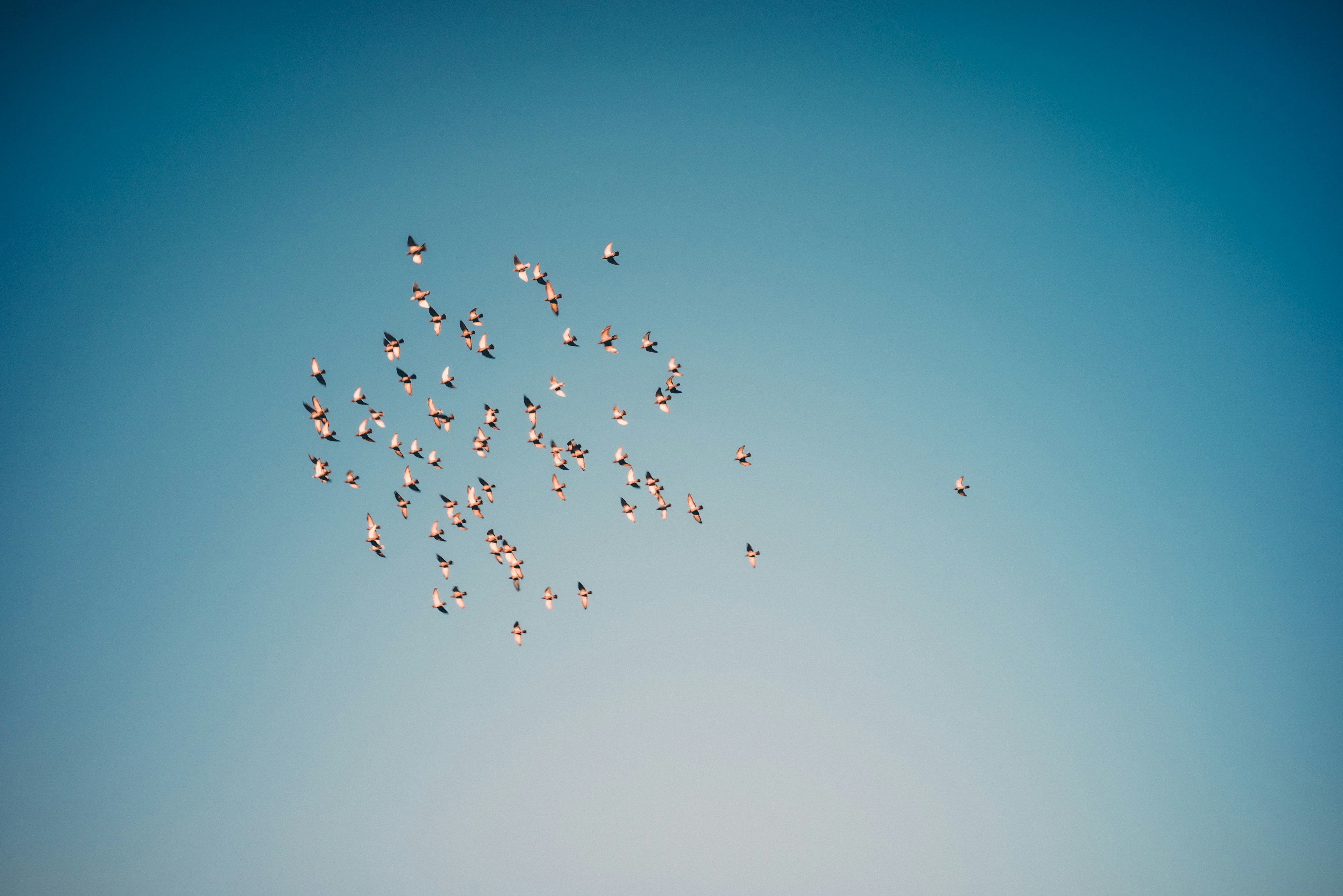 Un grupo de globos coloridos flotando en un cielo azul