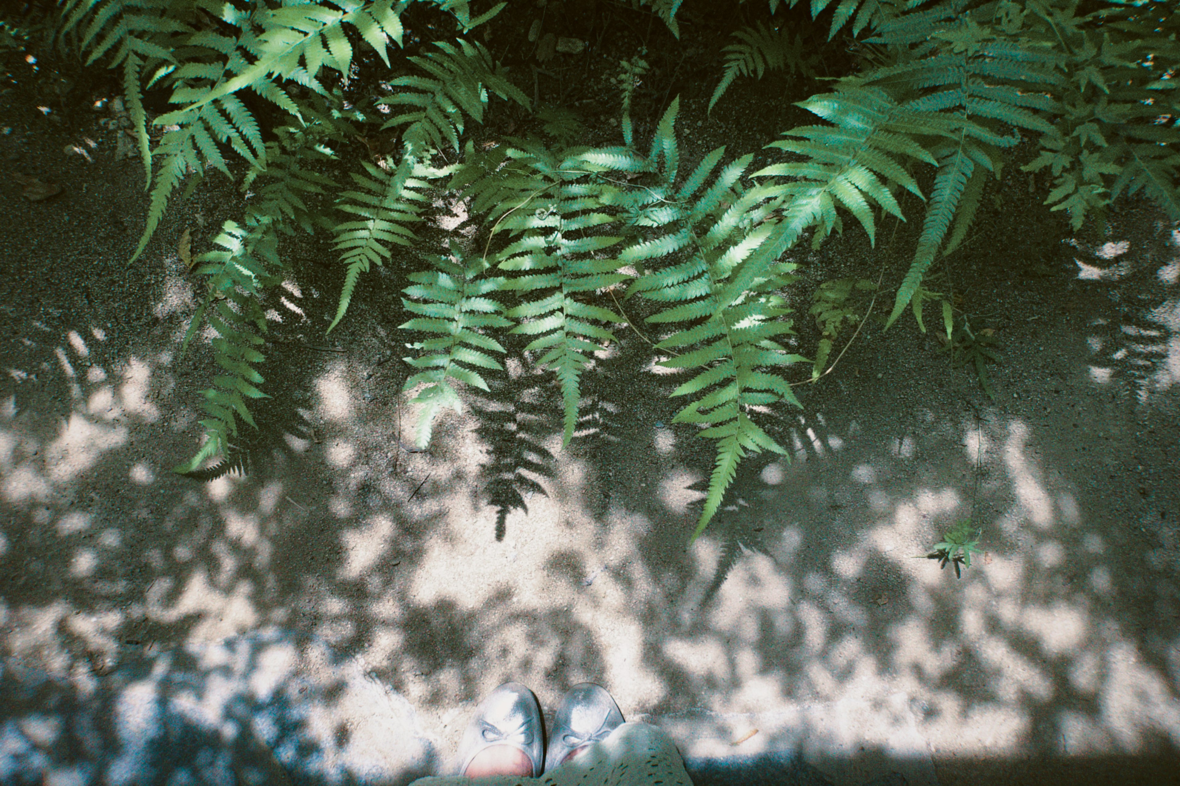 View from above showing green leaves casting shadows on the ground