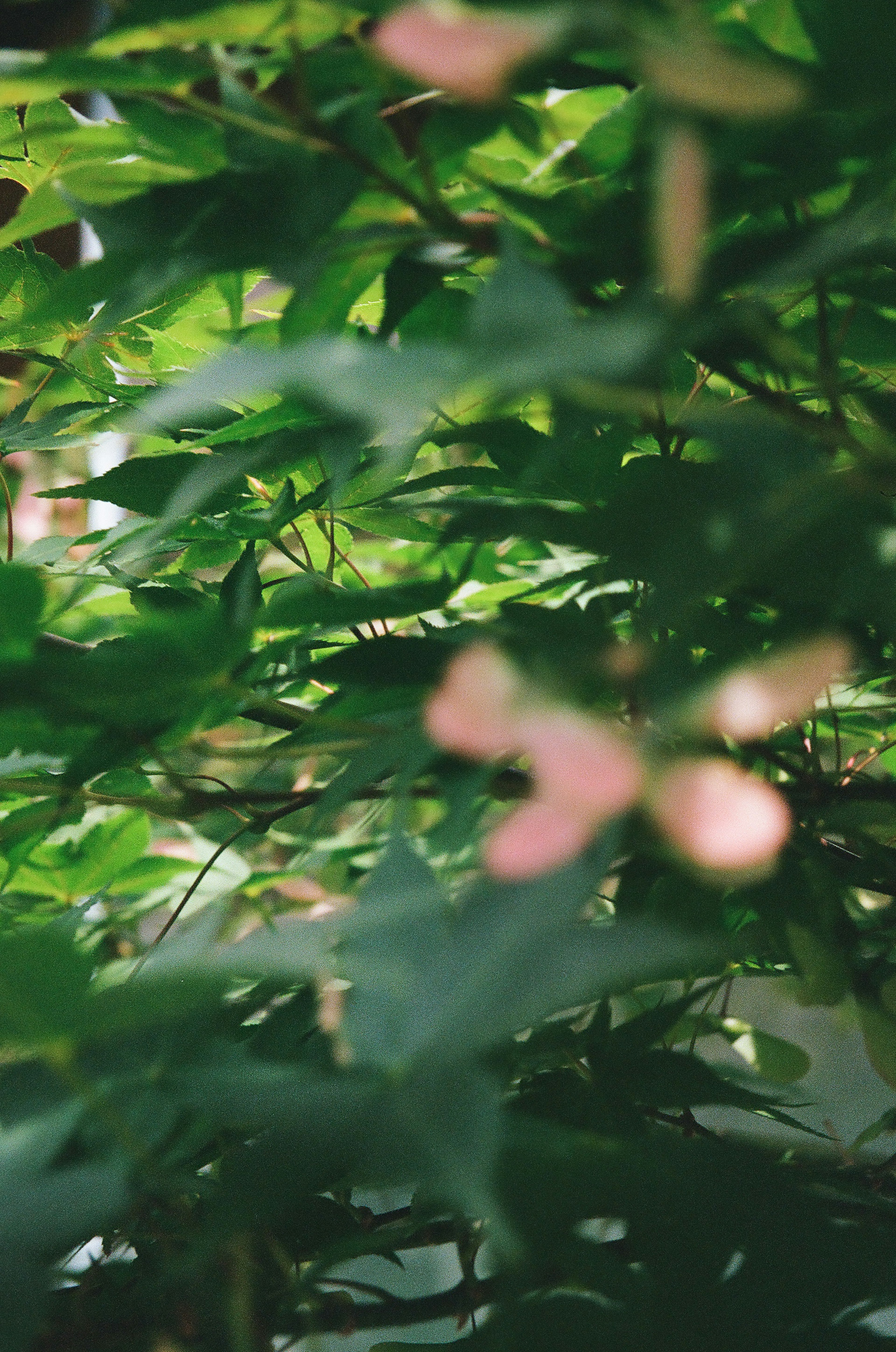 Scène naturelle avec des feuilles vertes et des fleurs roses pâles