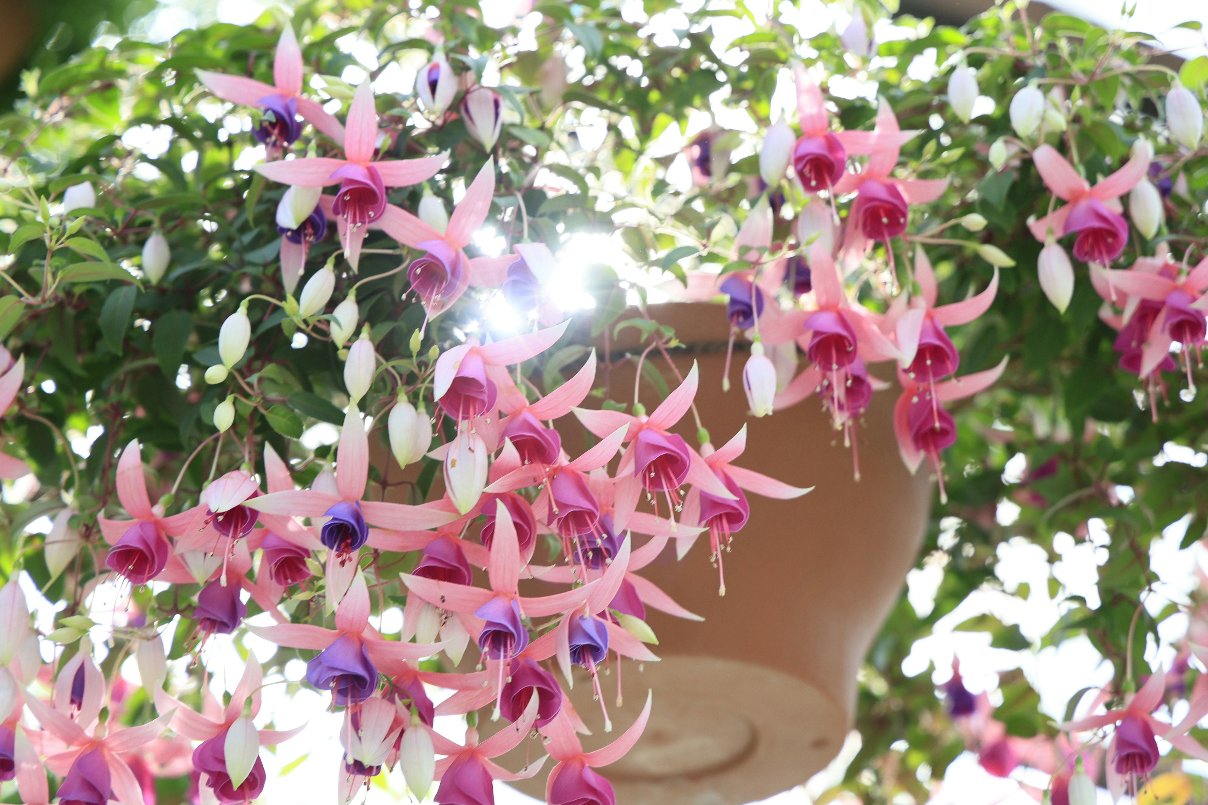 Ein hängender Topf voller lebendiger rosa Fuchsienblüten