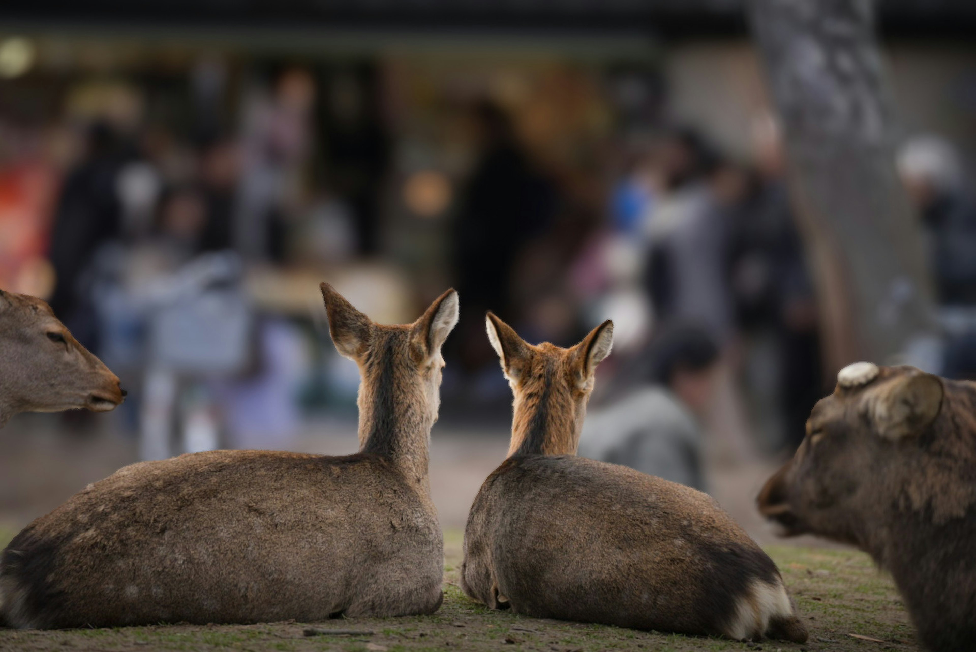 Two deer sitting with people in the background