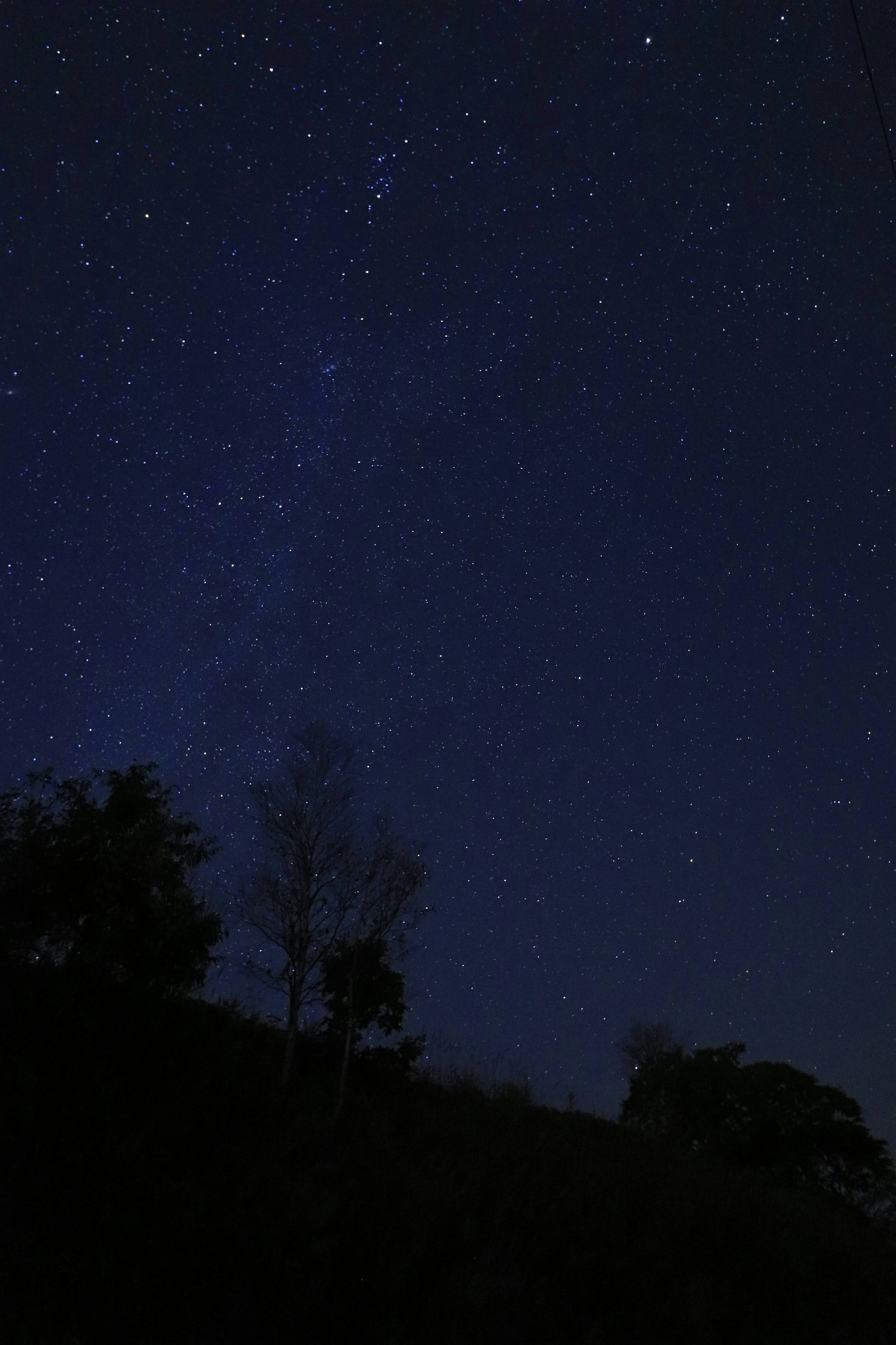 Langit malam penuh bintang dengan pohon siluet di latar depan