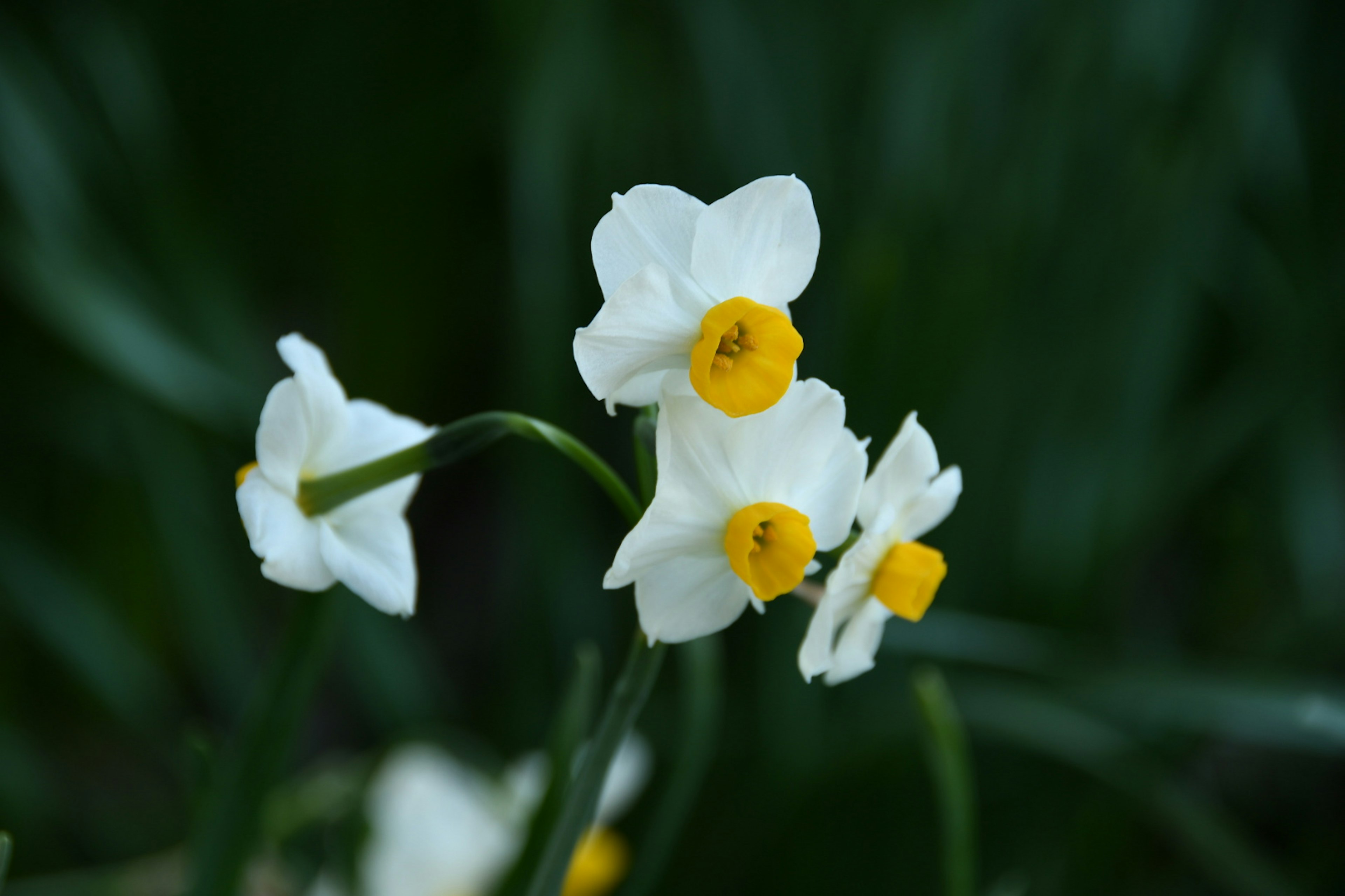 Narcissus flowers with white petals and yellow centers blooming against a green background