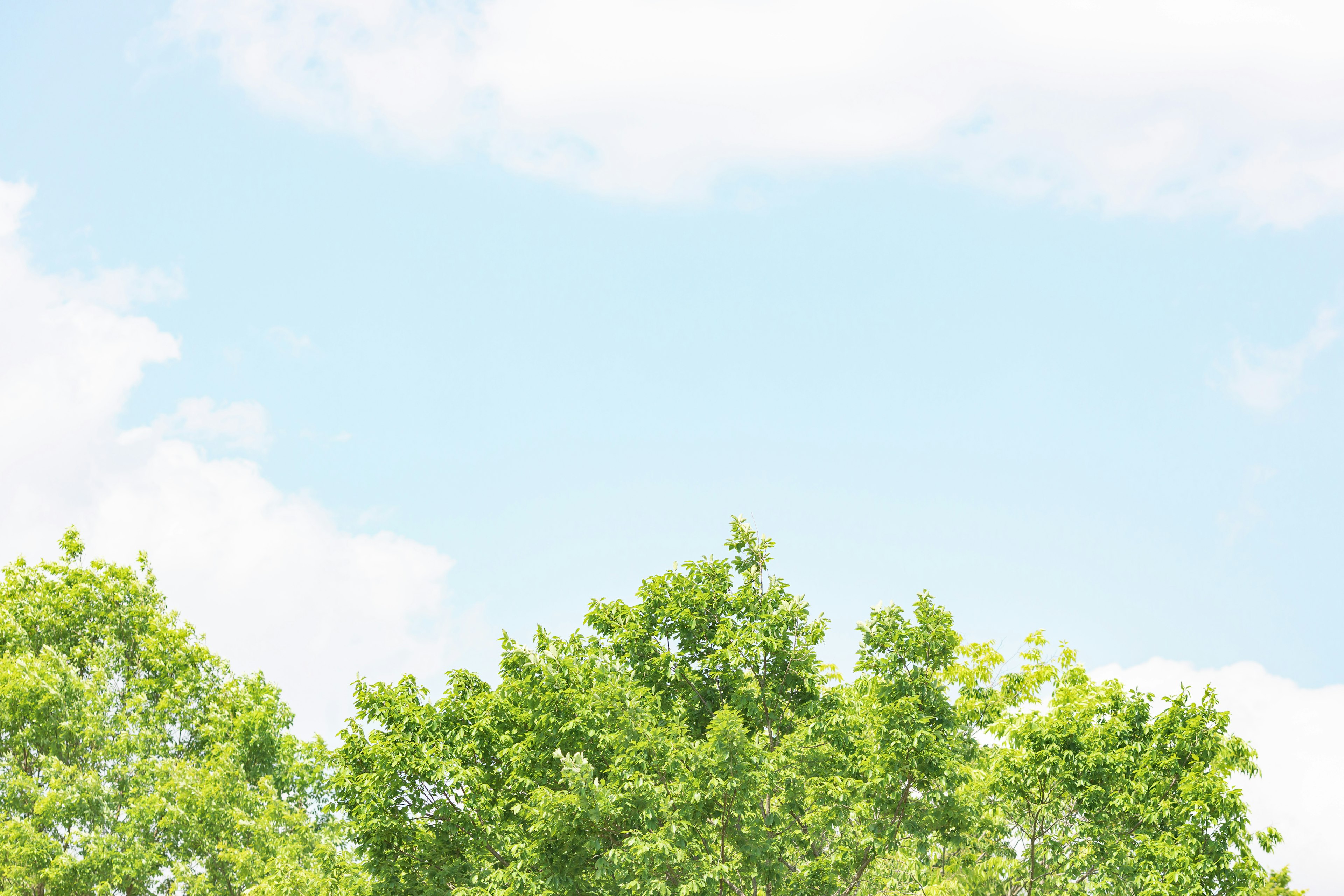 Scenic view of blue sky and green trees