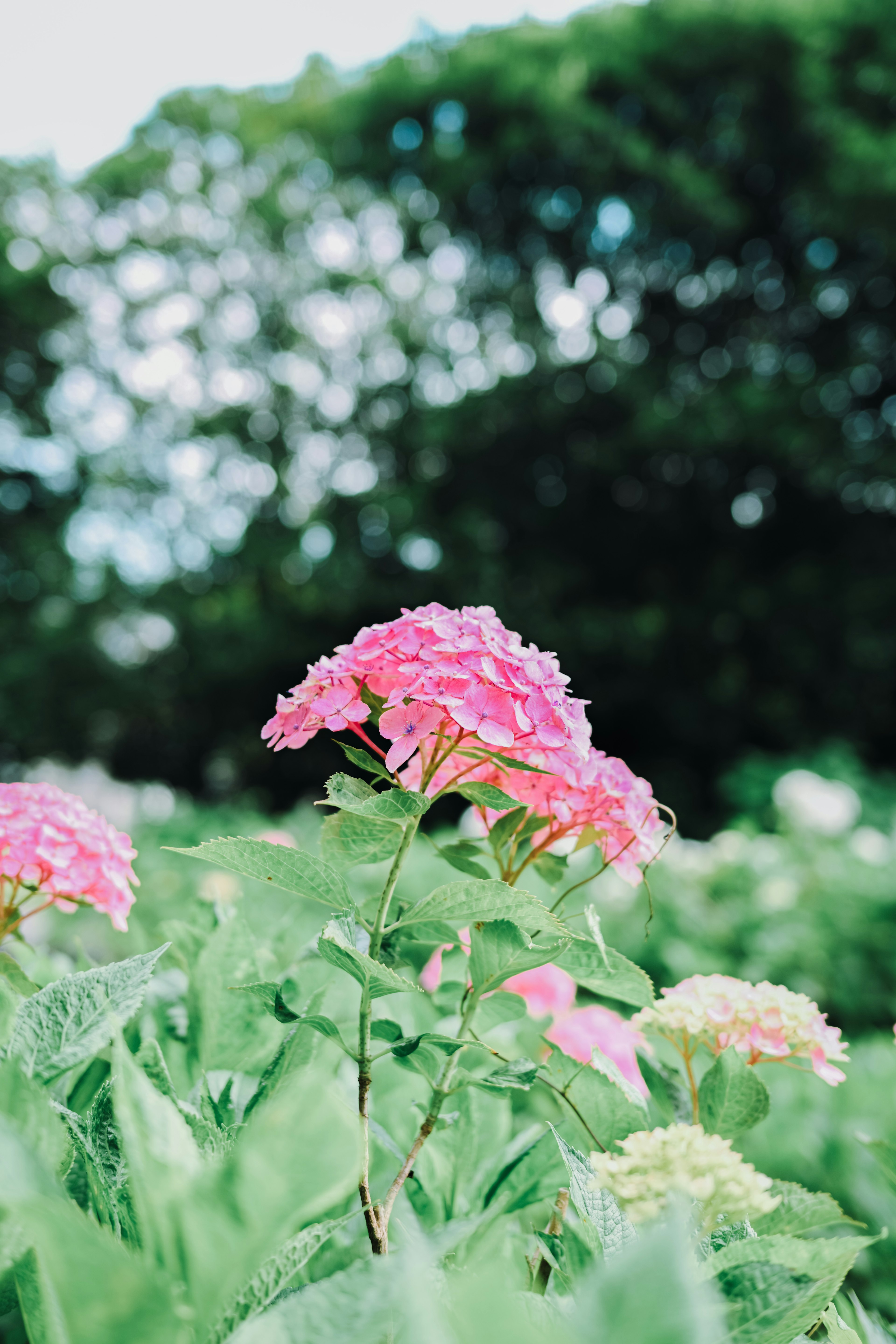 Pink and cream flowers surrounded by green leaves in a vibrant landscape