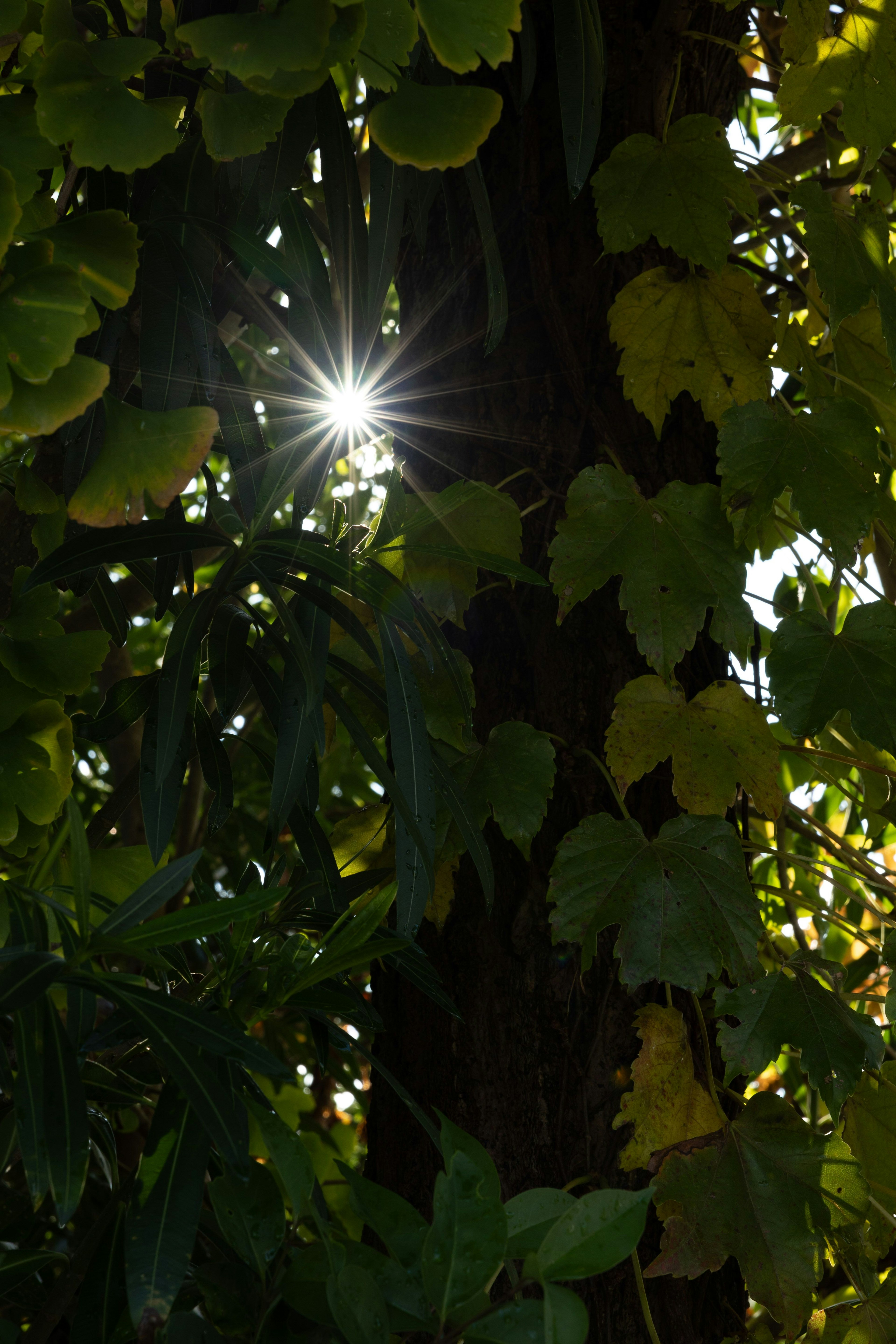 Luce solare che filtra attraverso foglie verdi su un albero