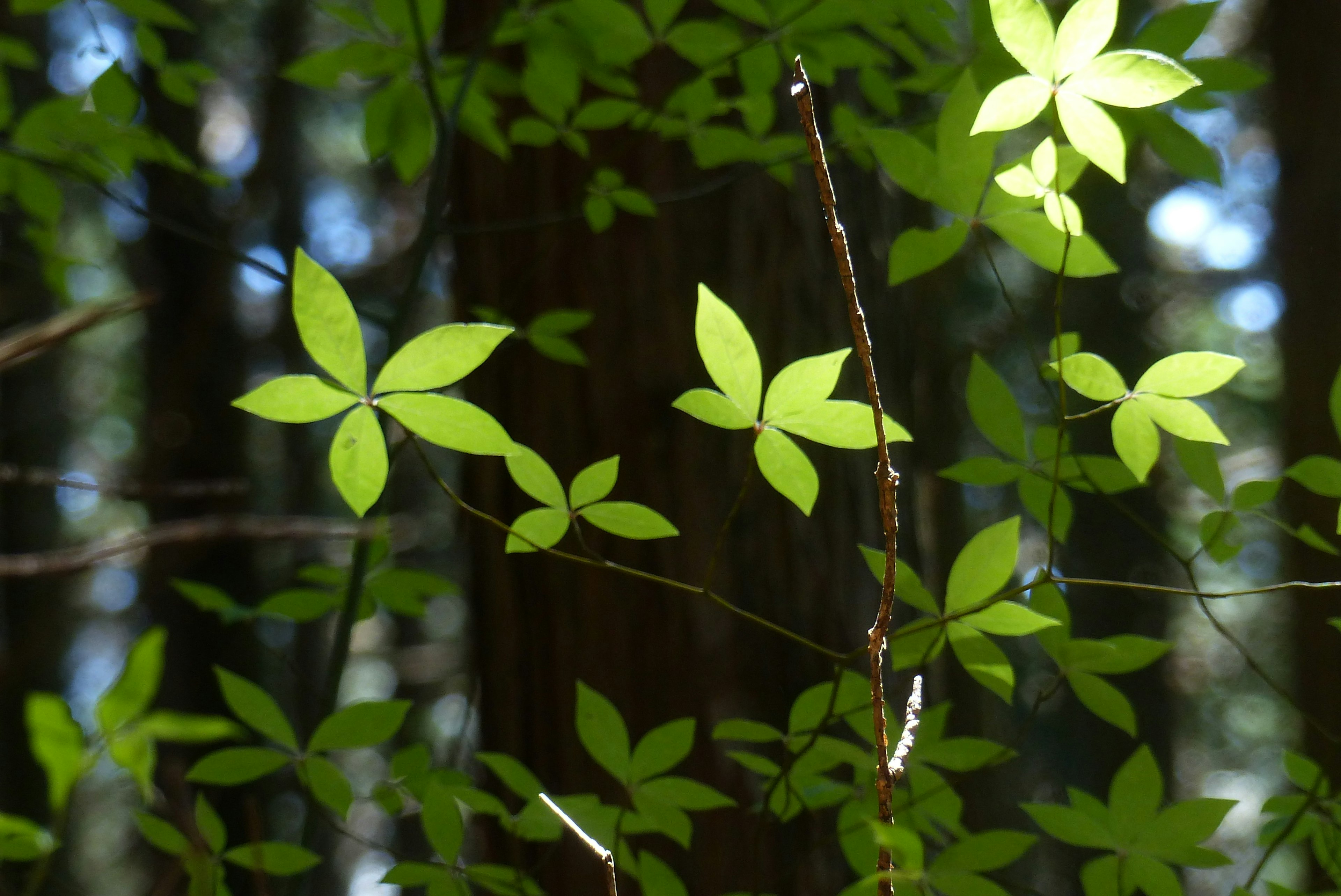 Green leaves illuminated by sunlight in a forest setting