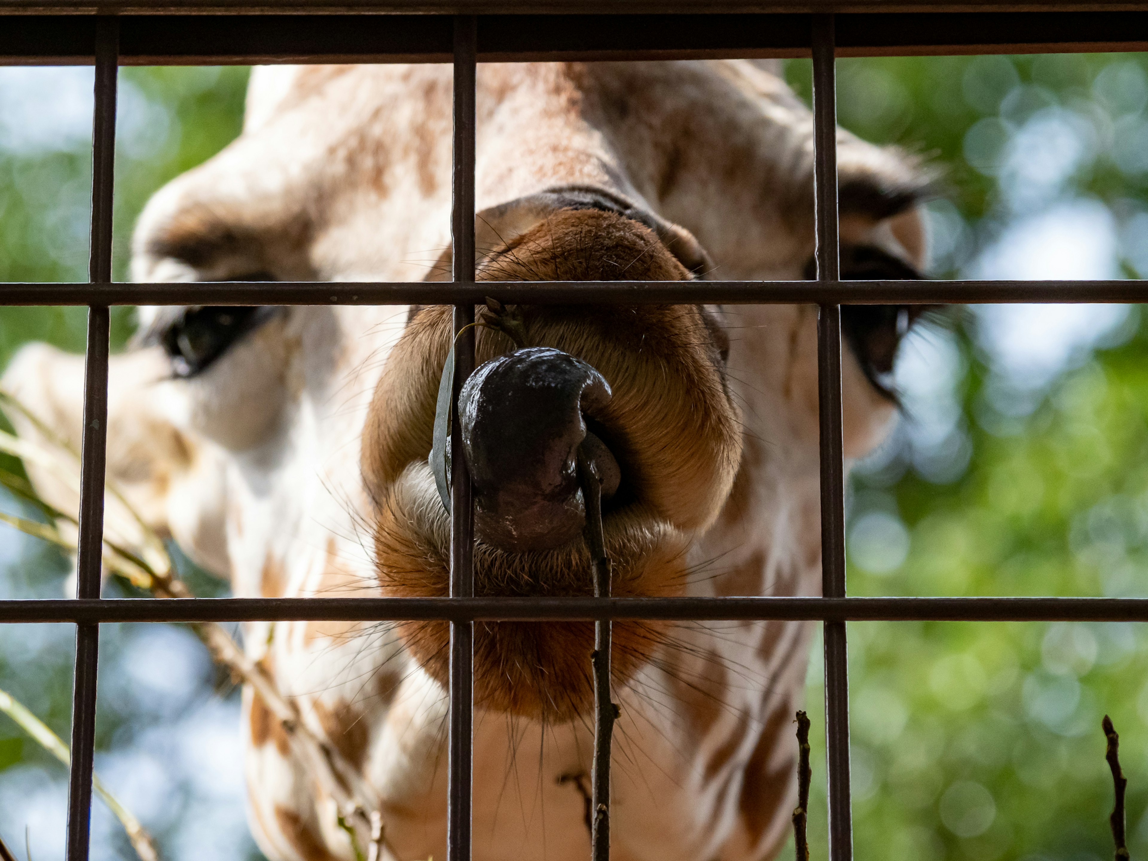 Close-up of a giraffe's face and tongue through a fence