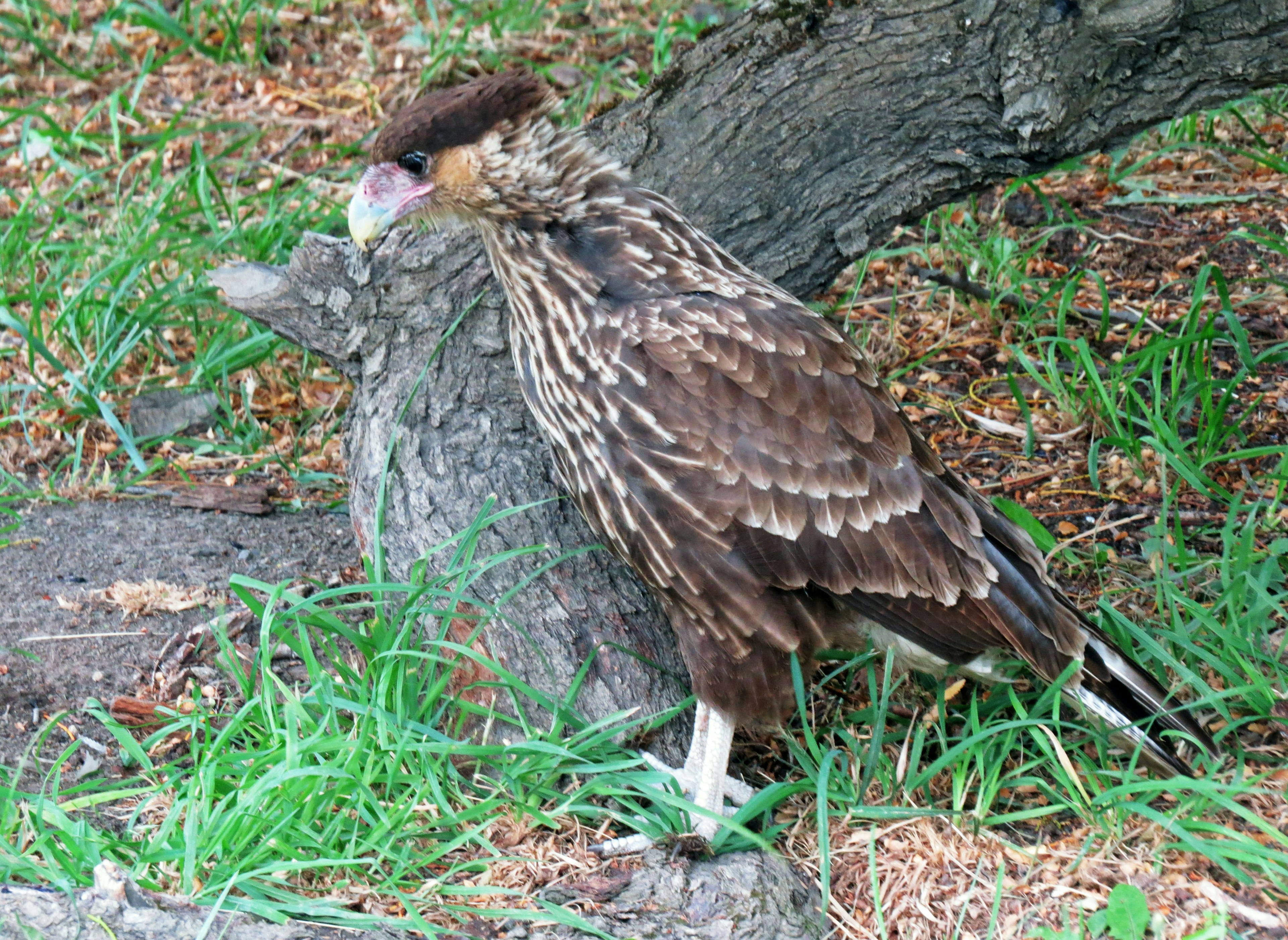 Un ave de plumas marrones de pie cerca de la base de un árbol