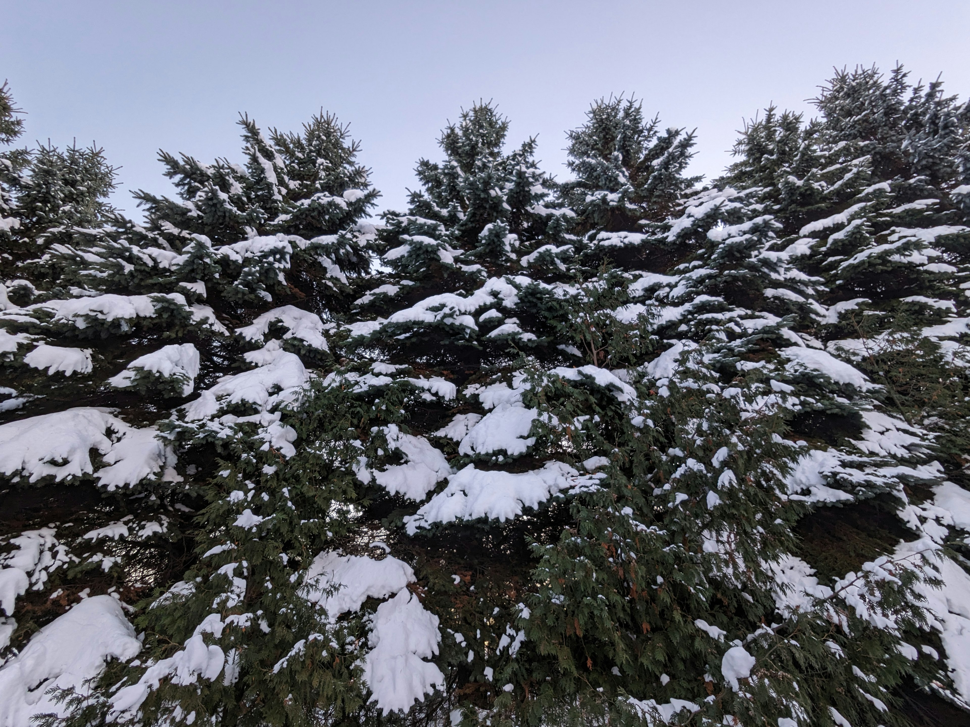 雪に覆われた木々の並びの風景