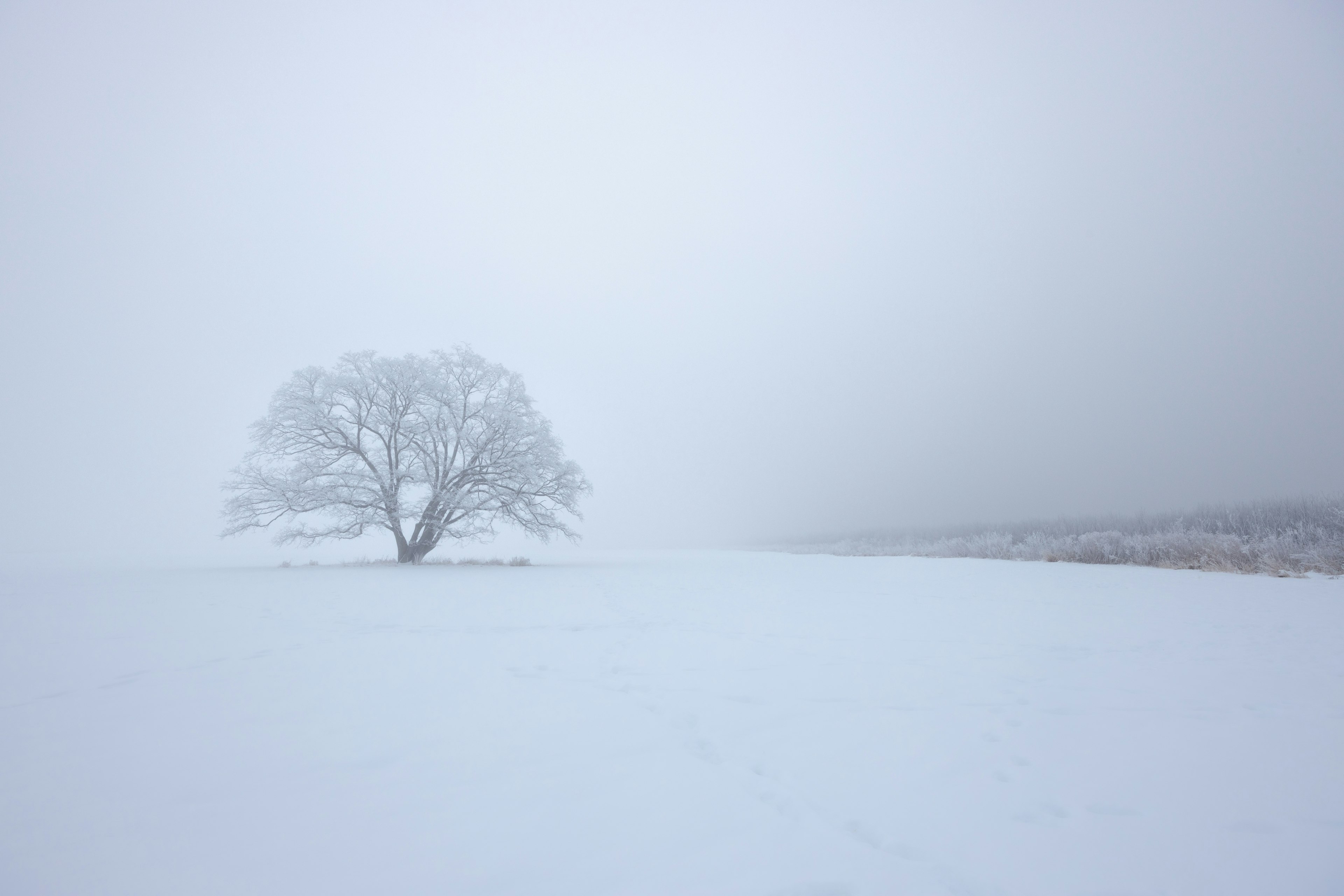 雪に覆われた風景の中に立つ一本の木