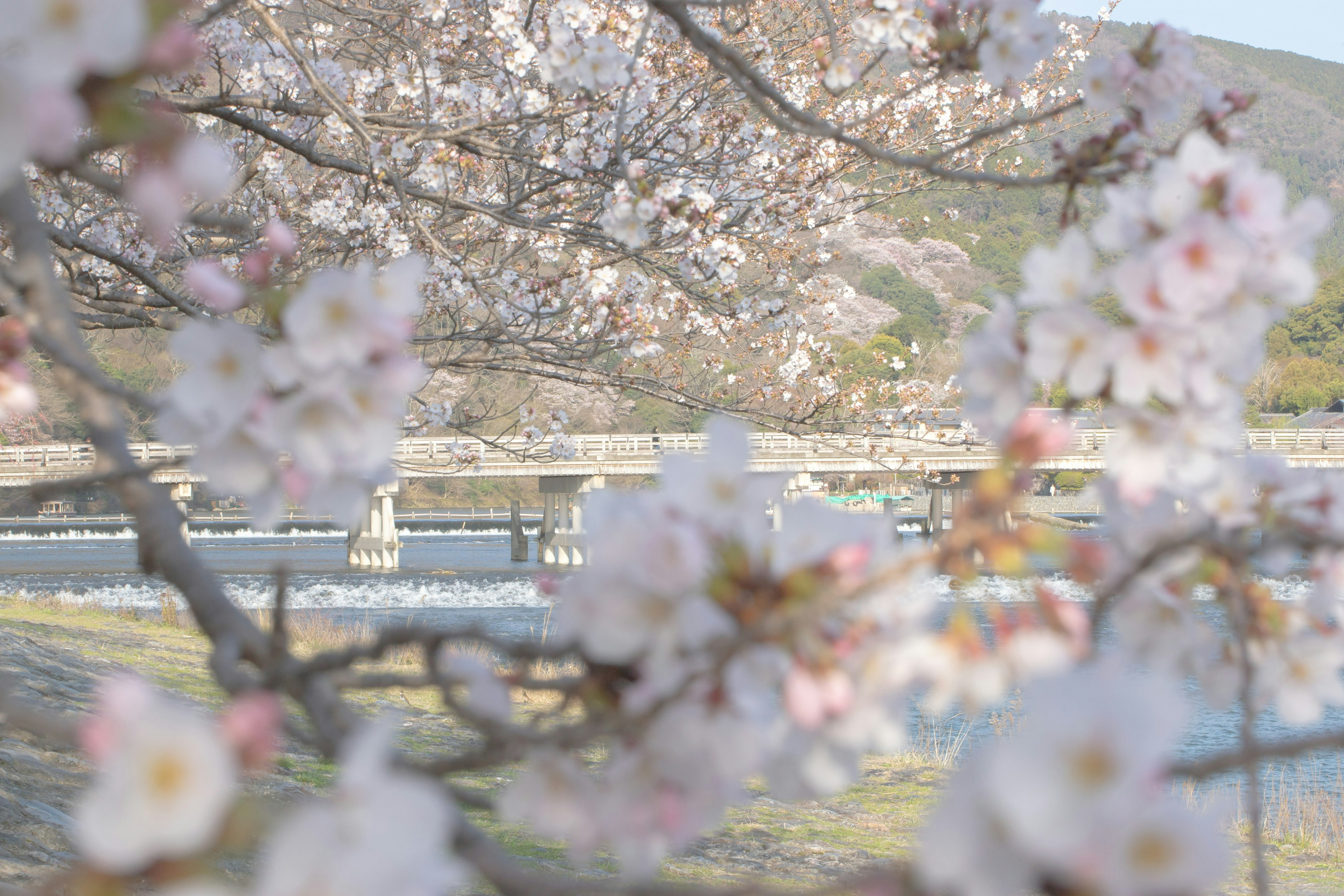 櫻花盛開，背景中有一座橋