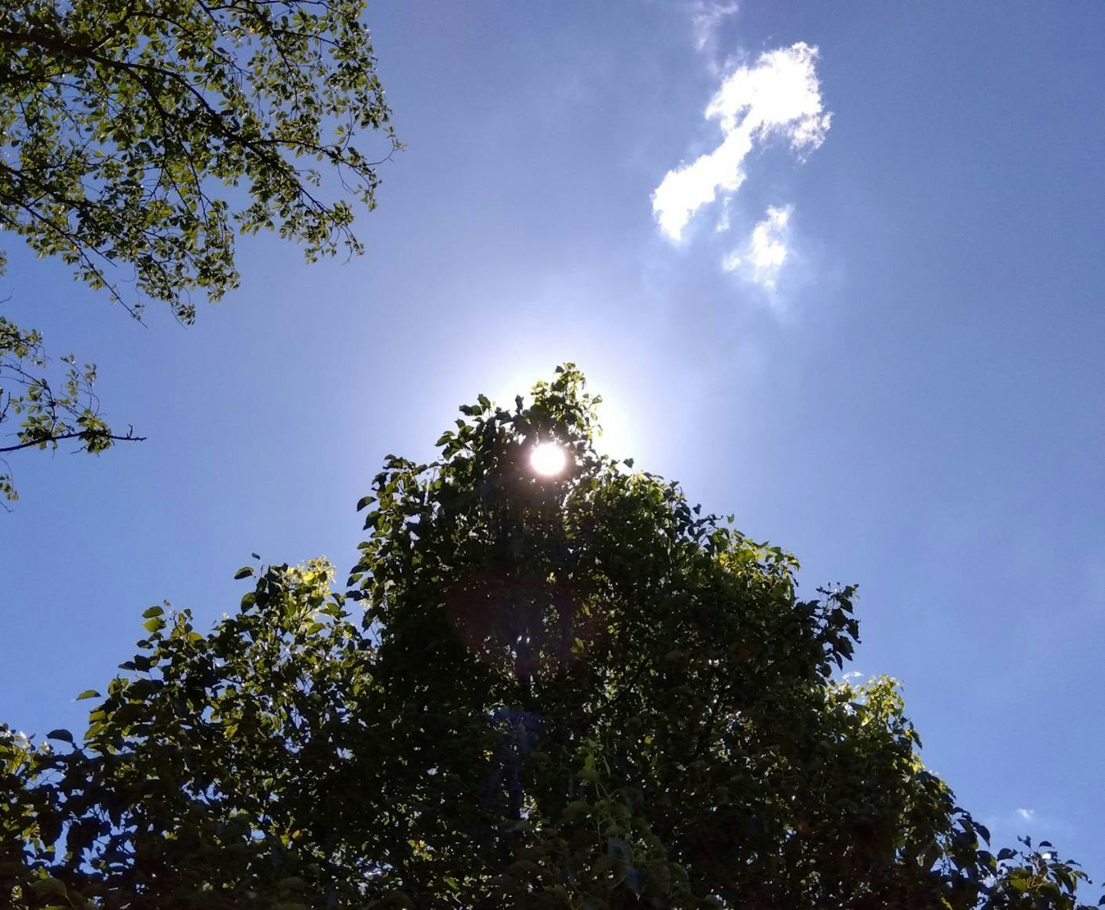 Eine Ansicht von Bäumen, die gegen die Sonne und den blauen Himmel silhouettiert sind