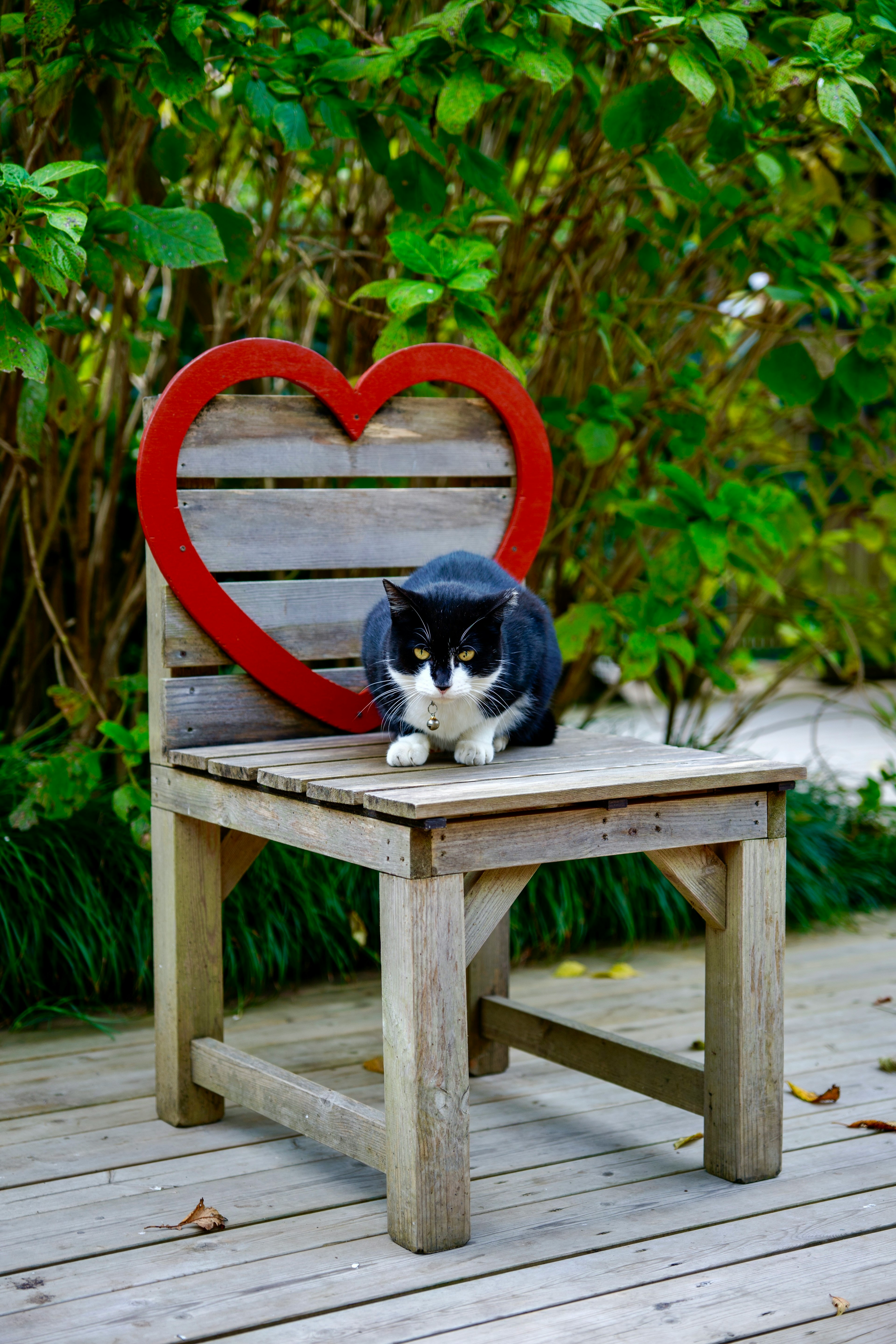 ハート型の背もたれの椅子に座っている黒白の猫