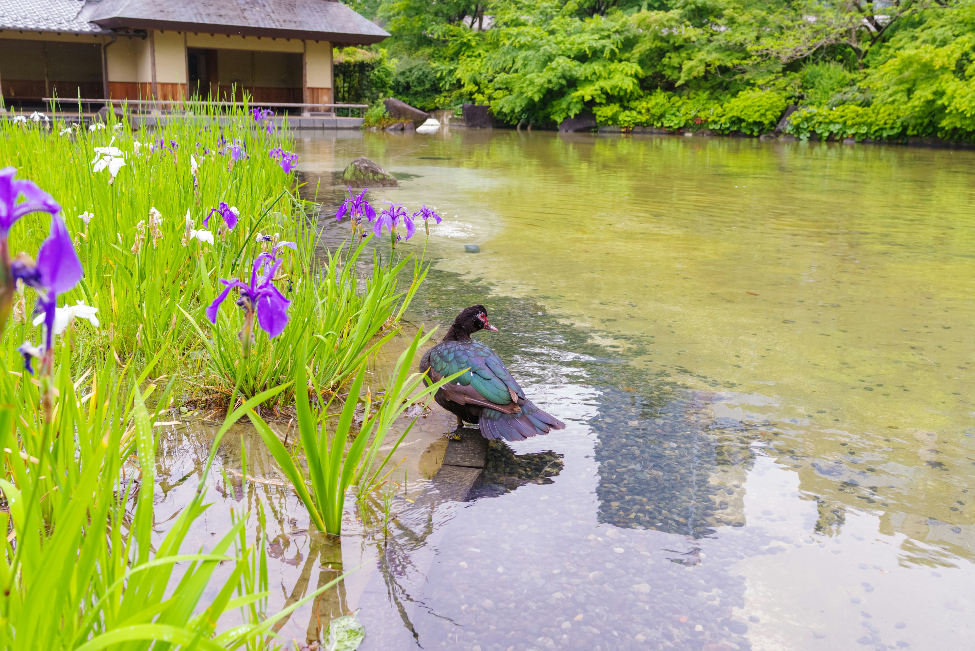 Eine Ente am Teich umgeben von lila Blumen