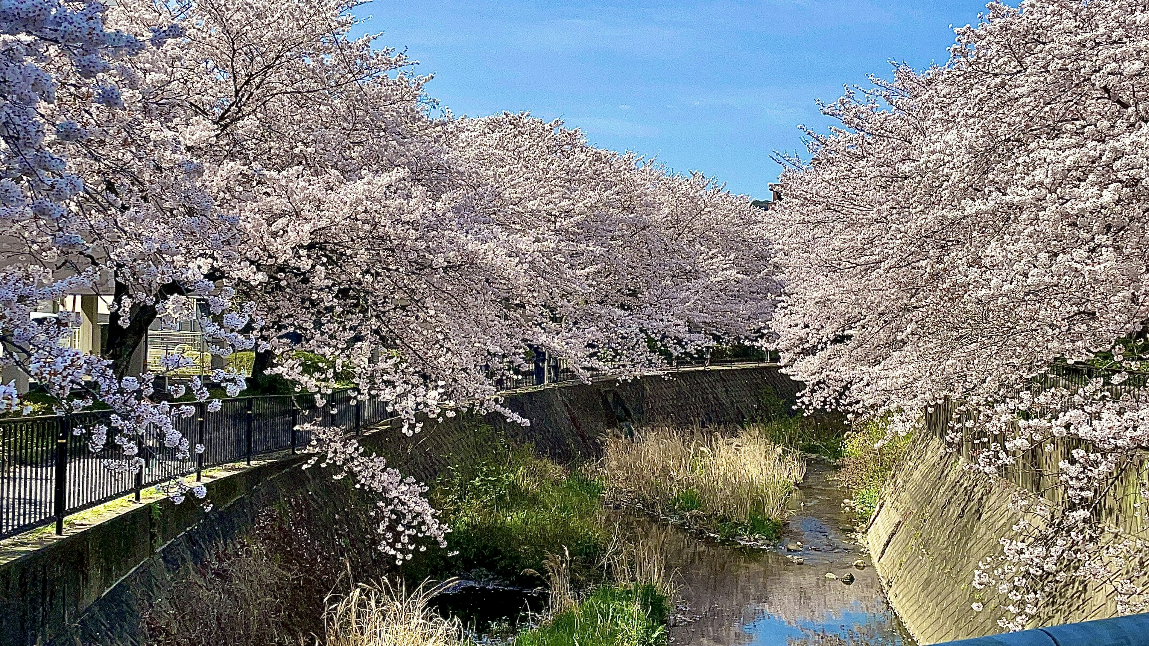 Vista escénica de cerezos a lo largo de un río cielo azul brillante y hierba verde exuberante