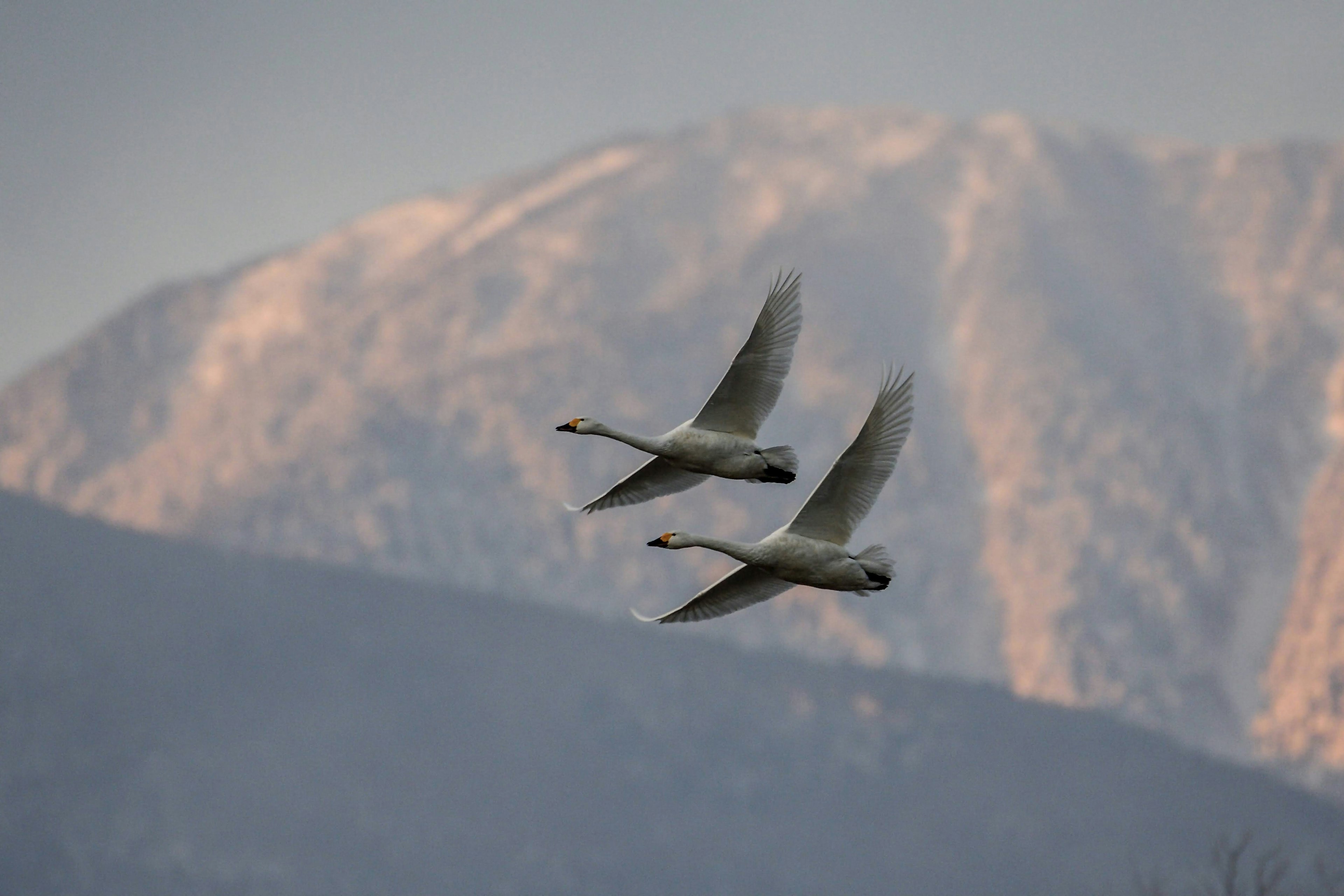 Two birds flying against a mountain backdrop