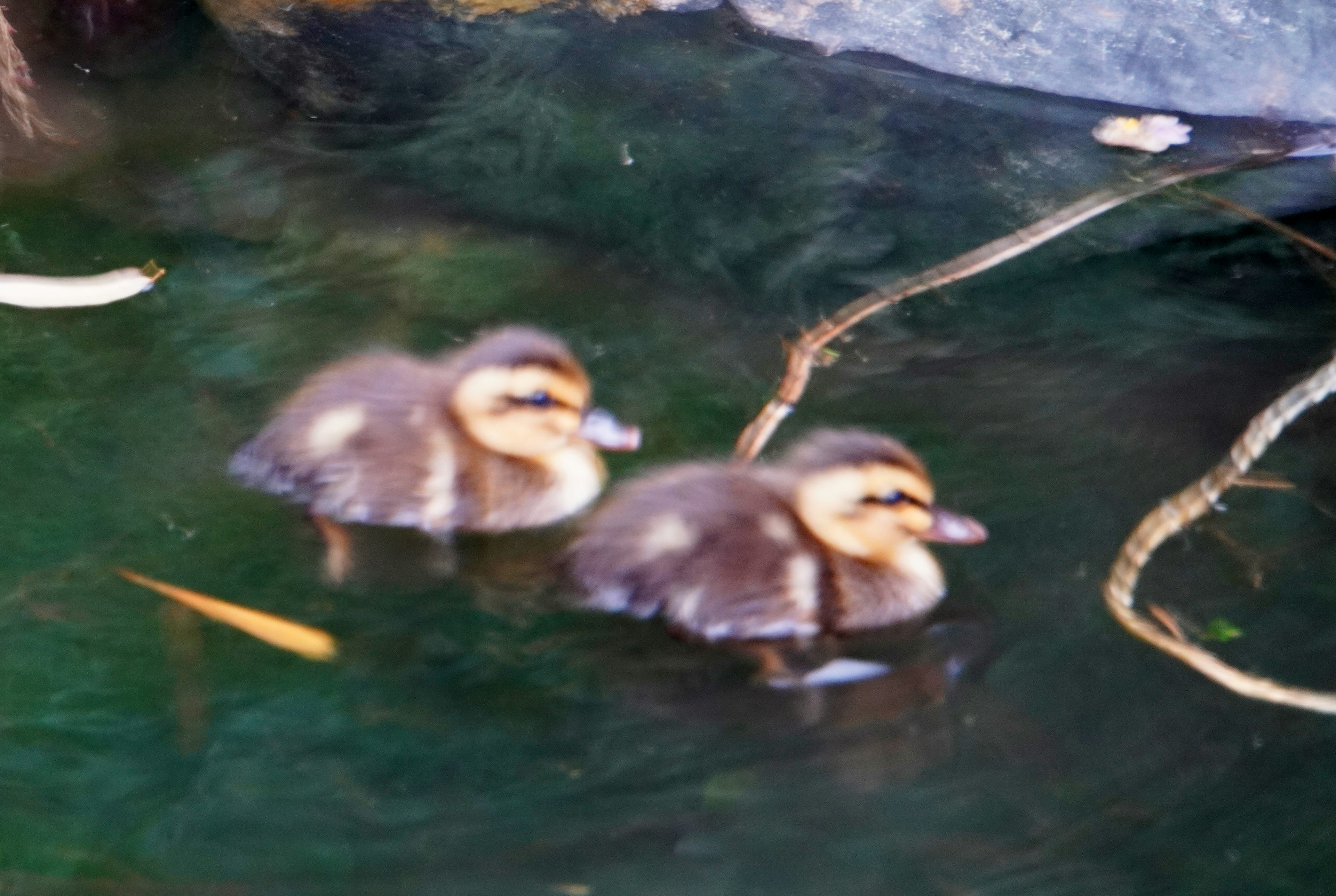 Zwei Entenküken schwimmen auf der Wasseroberfläche