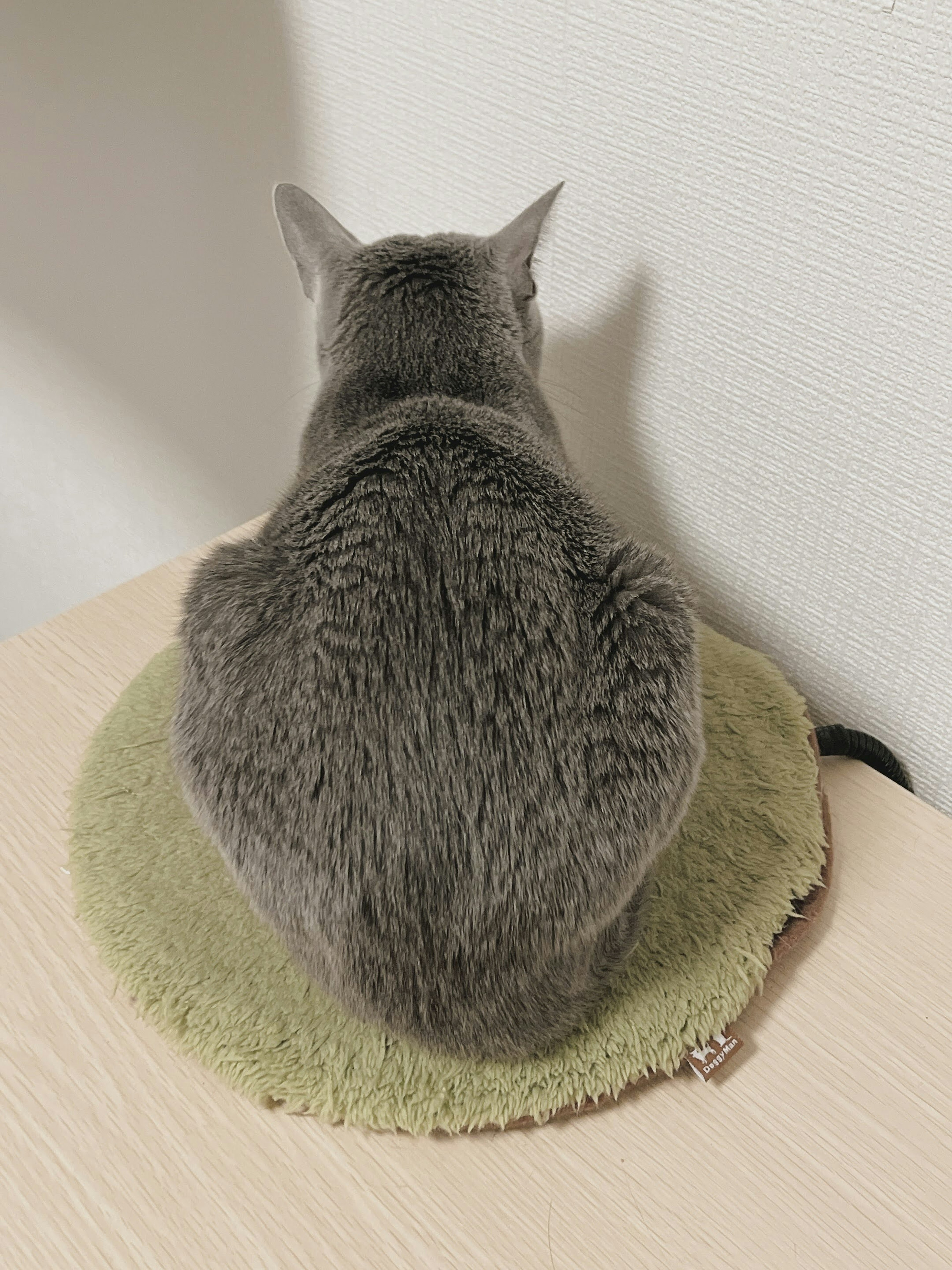 Gray cat sitting on a green cushion from the back