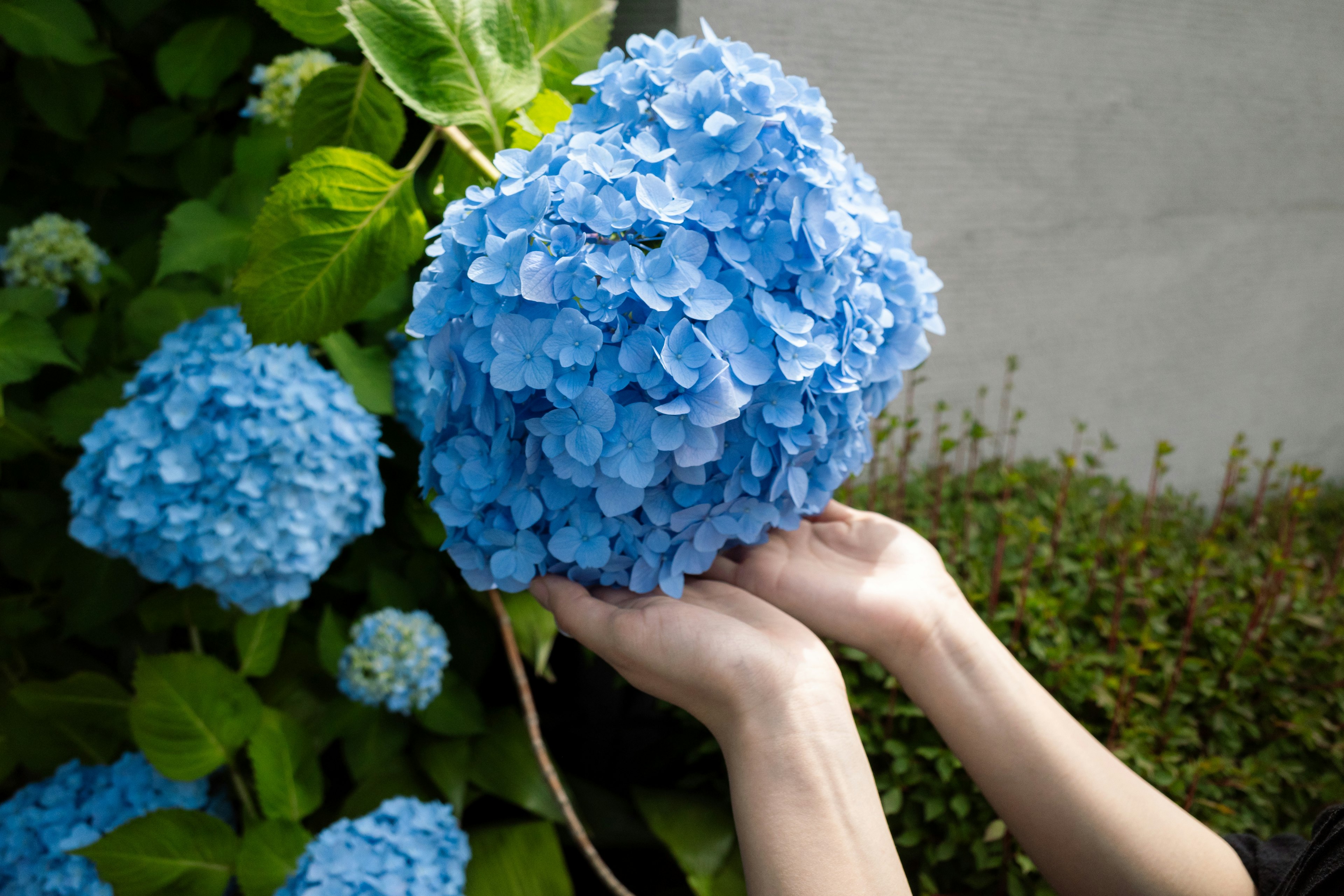 青いアジサイの花を手に持つ人の写真