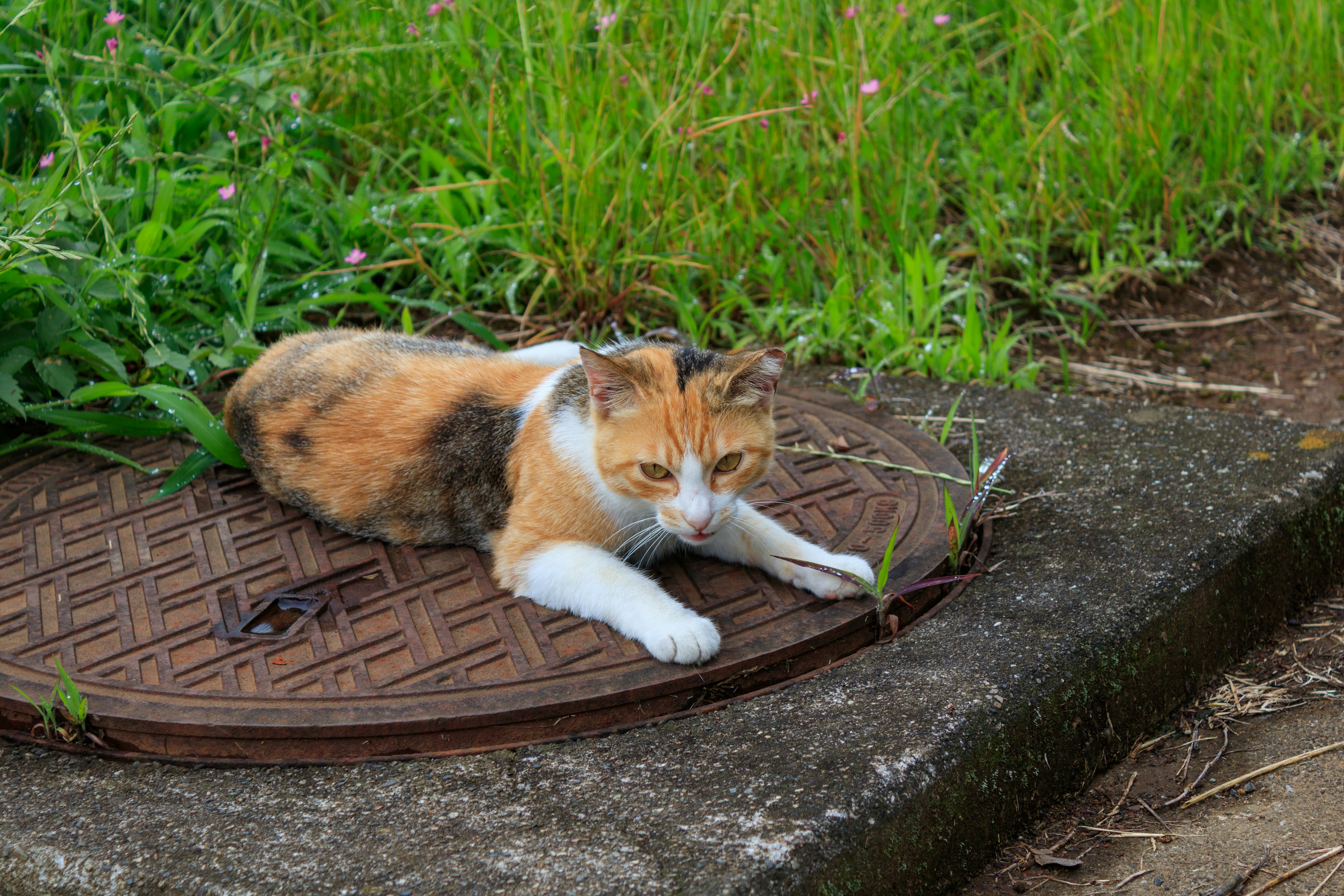 Calico cat resting on a manhole cover surrounded by grass