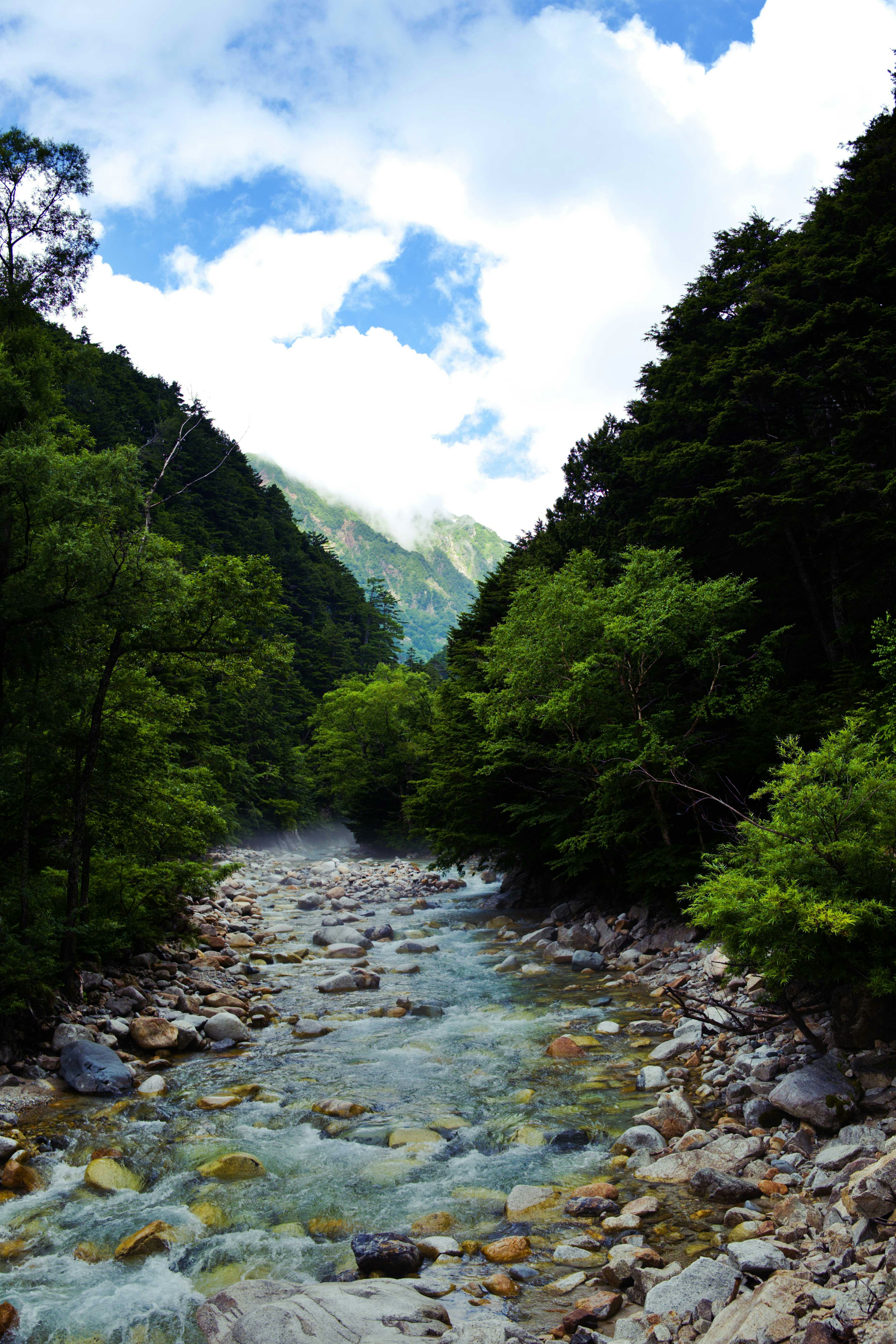 Vista panoramica di un ruscello chiaro circondato da una vegetazione lussureggiante