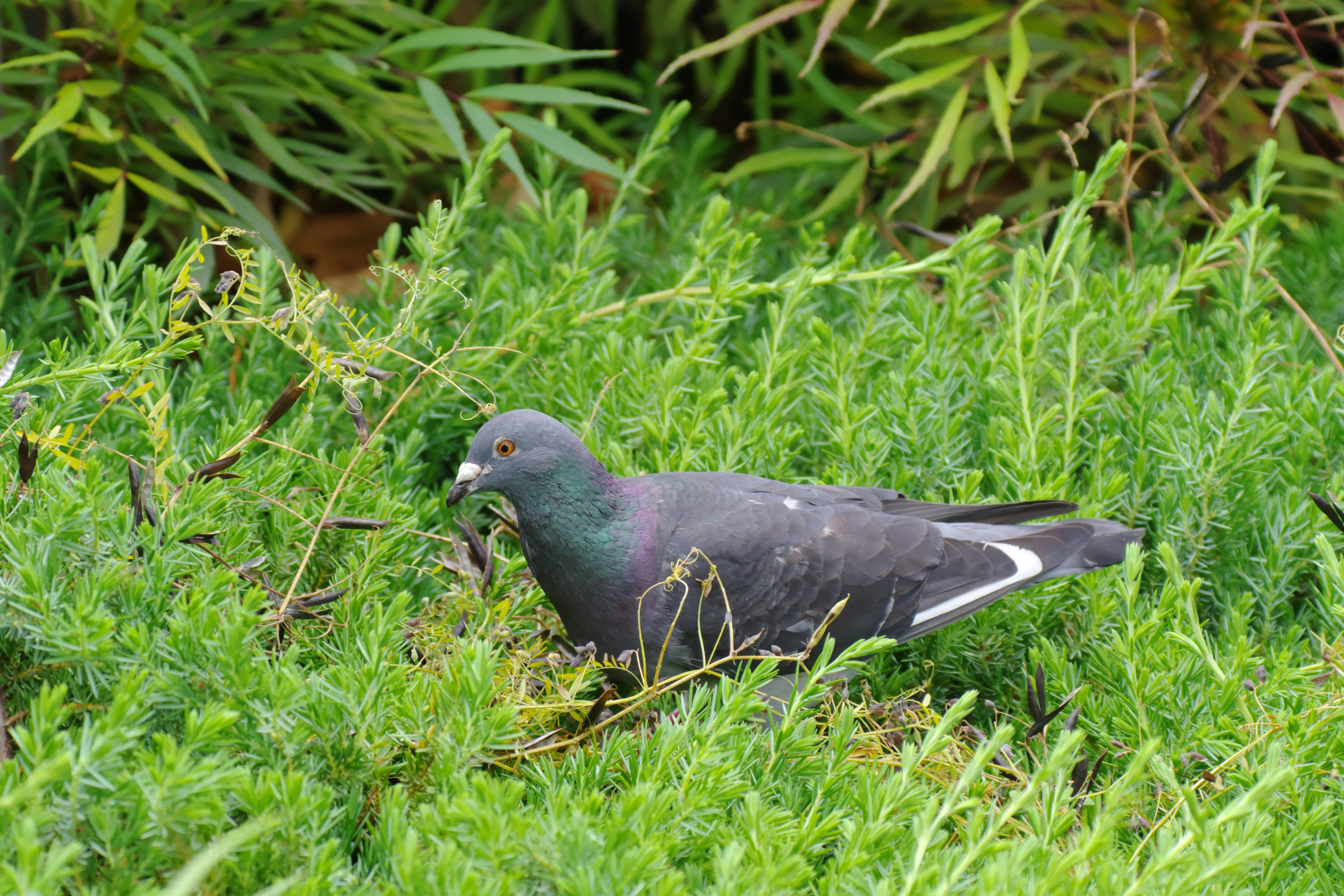 Gray pigeon foraging in green grass